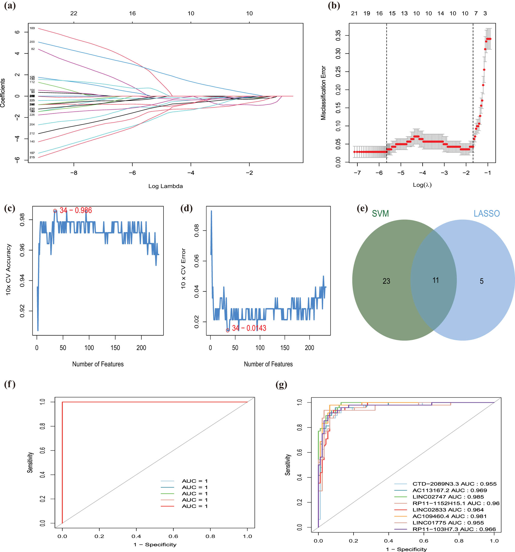 Figure 3 
                  EMT-related lncRNAs diagnostic signature for CAD. (a) LASSO coefficient profiles of the 16 EMT-related lncRNAs selected by the optimal lambda. (b) The diagnostic signature selection of optimal parameter (lambda) in LASSO model. (c and d) Results of SVM-RFE algorithms: The point highlighted indicates the lowest error rate, and the corresponding EMT-related lncRNAs at this point are the best signature selected by SVM-RFE. (e) Venn diagram of overlap EMT-related lncRNAs selected by LASSO and SVM-RFE algorithms. (f) The ROC curve of predicted outcomes of eight EMT-related lncRNAs diagnostic signature by a logistic regression model. (g) ROC analysis results for eight EMT-related lncRNAs in CAD.
               
