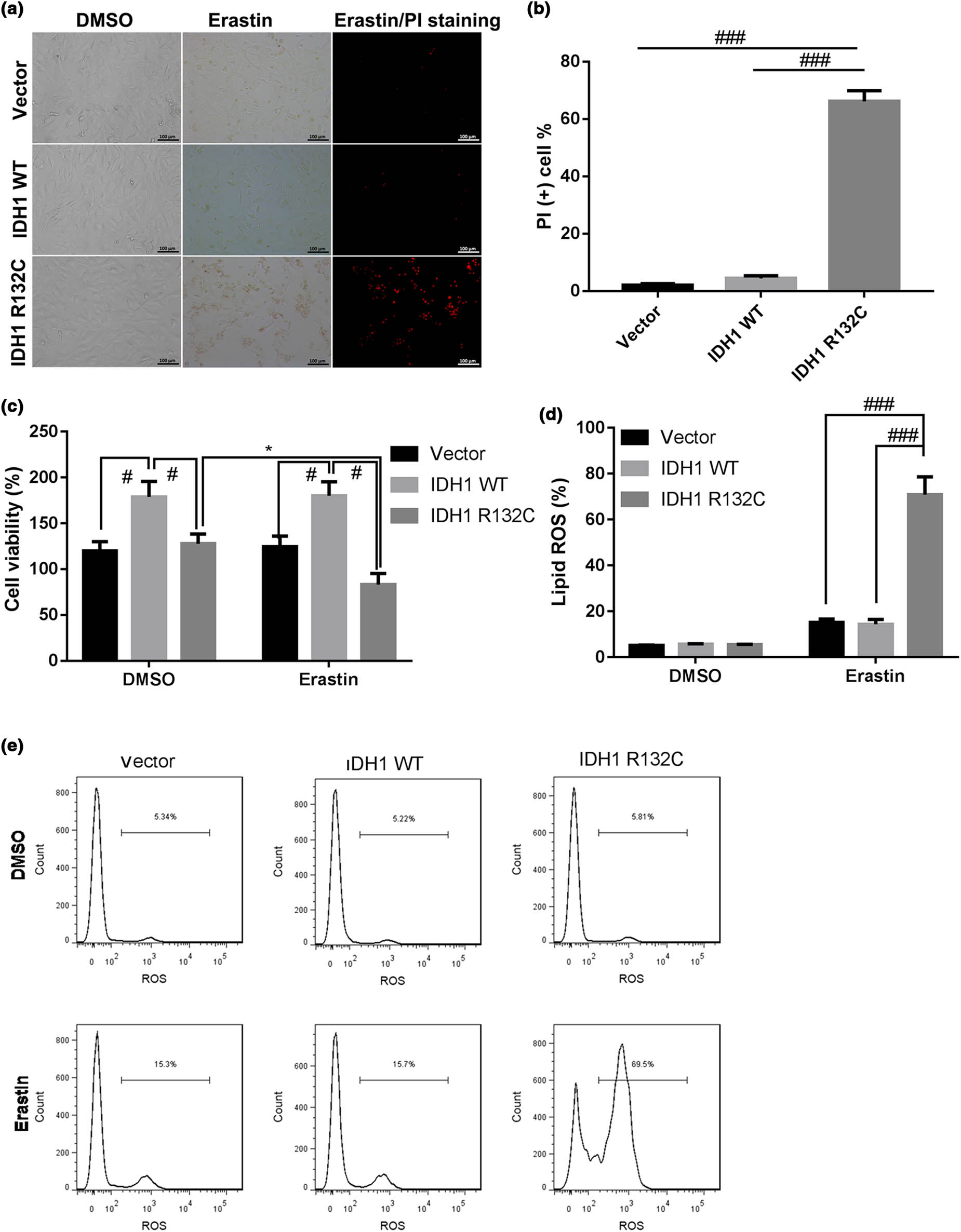 Figure 1 
                  IDH1 mutation promotes erastin-induced ferroptosis in cholangiocarcinoma RBE cell line. The IDH1 KO RBE cell line was constructed using CRISPR-Cas9, and then the IDH1 KO cell line was, respectively, transfected with Vector, IDHI WT, or IDHI R132C mutation plasmid to construct the IDH1 WT or mutation cell lines, followed by erastin (5 μM) treatment for 12 h, and (a) cells were microscopically photographed. (b) The number of PI-positive cells was statistically quantified. (c) The trypan blue staining assay was used to determine the cell viability. (d and e) The lipid ROS levels were determined by using flow cytometer. *p < 0.05 vs DMSO treatment group, #
                     p < 0.05, ###
                     p < 0.001 vs IDH1 WT or IDH1 R132C group.
               