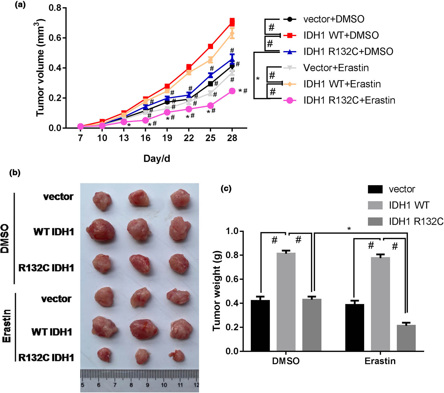 Figure 3 
                  IDH1 mutation promotes erastin-induced tumor growth inhibition in cholangiocarcinoma. Male BALB/c nude mice were injected subcutaneously with IDH1 KO, WT, or mutation cell line. One week later, mice were injected intraperitoneally with erastin or DMSO at a dose of 15 mg/kg. (a) After administration, the diameter and volume of the tumor tissue were measured every 3 days until the end of the administration. The animals were executed and the tumor tissue was surgically removed for photography (b), and for the measurement of (c) tumor weight. *p < 0.05 vs DMSO treatment group, #p < 0.05 vs IDH1 WT group.
               