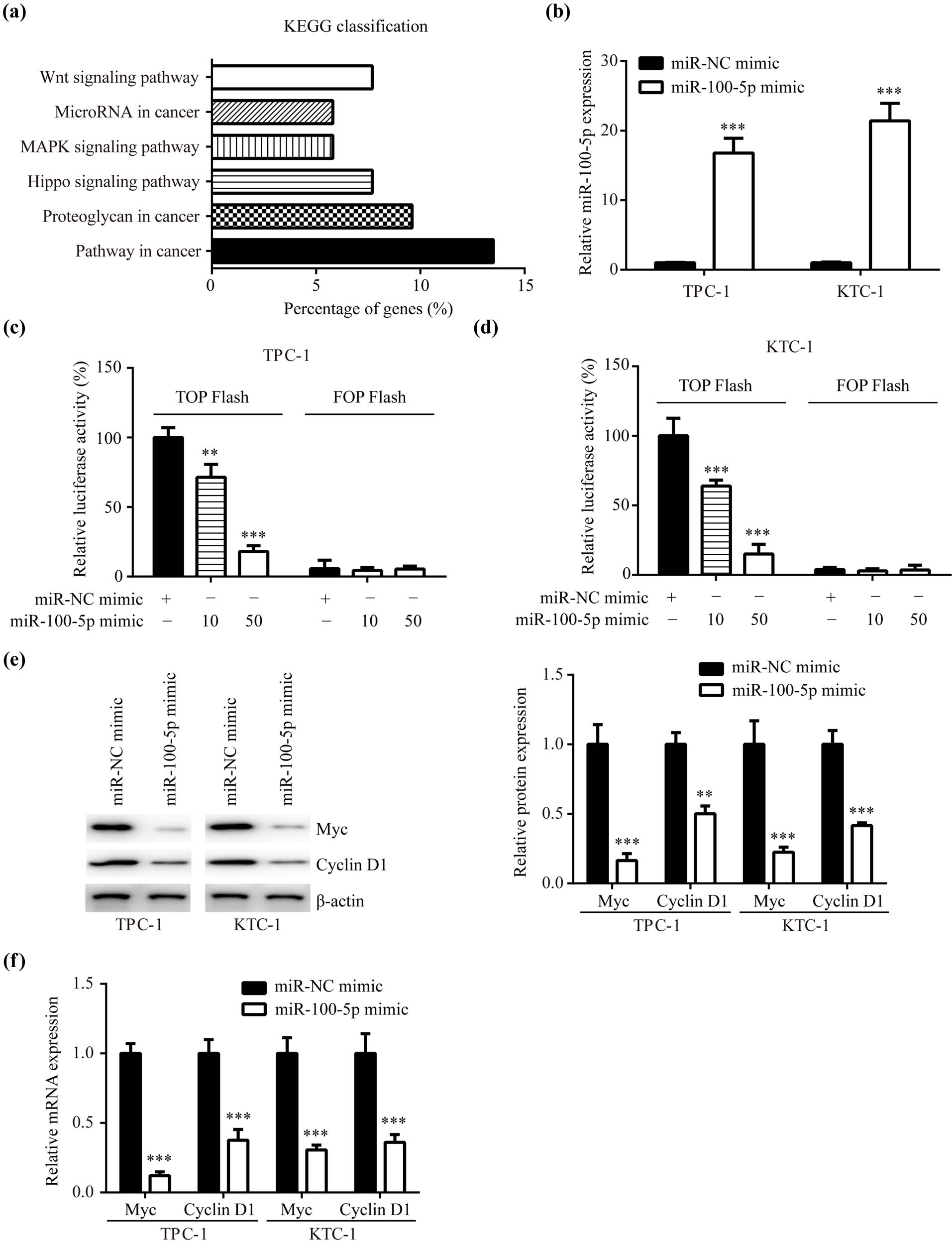 Figure 2
Wnt/β-catenin signaling was repressed by miR-100-5p in PTC: (a) KEGG pathway analysis was utilized for analyzing targets of miR-100-5p predicted by TargetScan7.2, (b) RT-PCR presented that miR-100-5p mimic elevated miR-100-5p in TPC-1 and KTC-1, (c and d) the TOPFlash/FOPFlash assay presented that miR-100-5p mimic reduced the activity of Wnt/β-catenin pathway in TPC-1 and KTC-1 in a dose-dependent manner, (e) western blotting revealed that miR-100-5p decreased Myc and Cyclin D1 protein levels in TPC-1 and KTC-1, and (f) RT-PCR revealed that miR-100-5p decreased Myc and Cyclin D1 mRNA levels in TPC-1 and KTC-1. **, p < 0.01 and ***, p < 0.001.