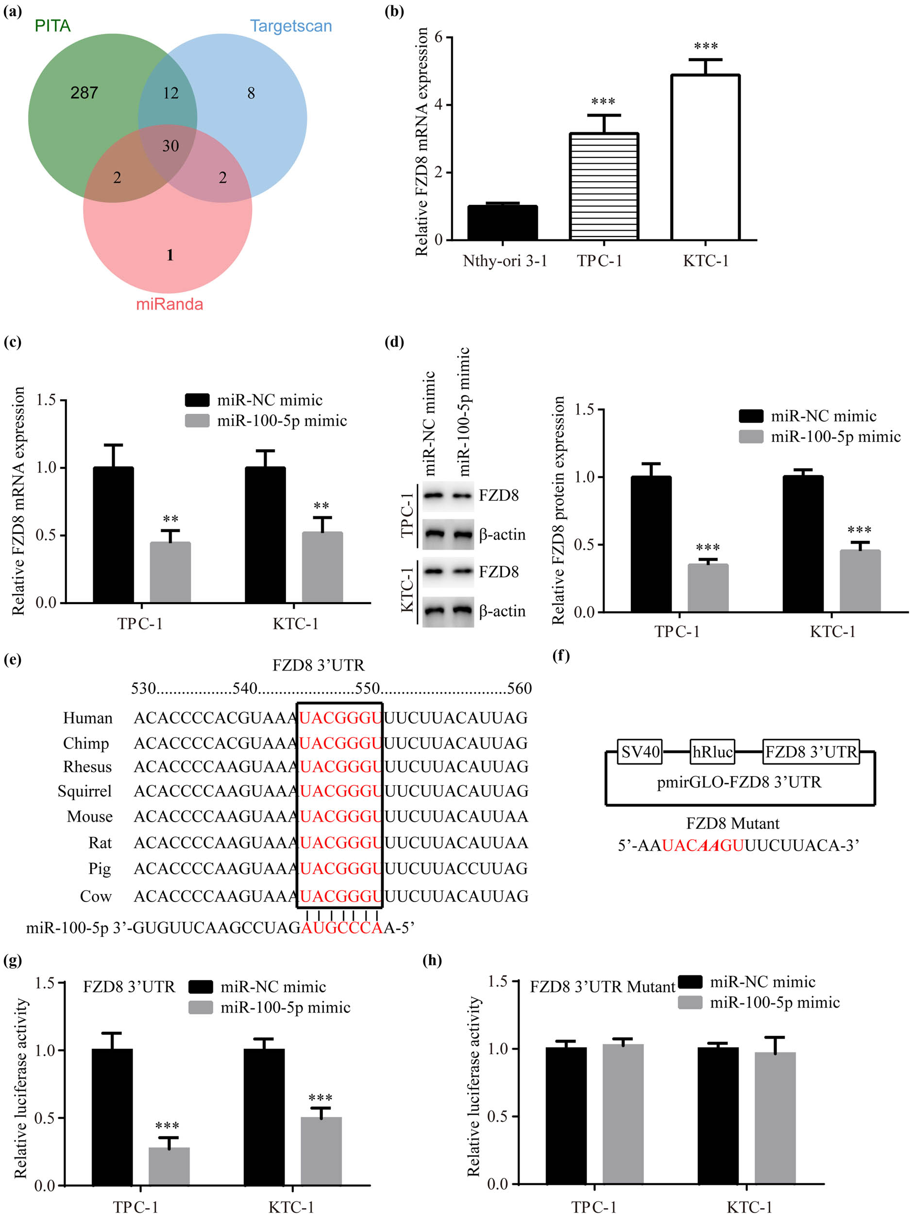 Figure 3
FZD8 was a target for miR-100-5p: (a) the targets of miR-100-5p were predicted using PITA, TargetScan7.2, and miRanda. The overlapping of the targets is presented in a vein map, (b) RT-PCR showed that FZD8 mRNA levels were increased in TPC-1 and KTC-1 compared to Nthy-ori3-1, (c) RT-PCR presented that miR-100-5p mimic decreased FZD8 mRNA levels in TPC-1 and KTC-1, (d) western blotting revealed that miR-100-5p mimic decreased FZD8 protein levels in TPC-1 and KTC-1, (e) the conserved binding sites for miR-100-5p on FZD8 mRNA are presented, (f) FZD8 3′UTR and its mutant form was inserted into pmirGLO plasmid, respectively, and (g and h) luciferase assay revealed that miR-100-5p reduced luciferase activity of FZD8 3′UTR but not FZD8 3′UTR Mutant in TPC-1 and KTC-1. **, p < 0.01 and ***, p < 0.001.