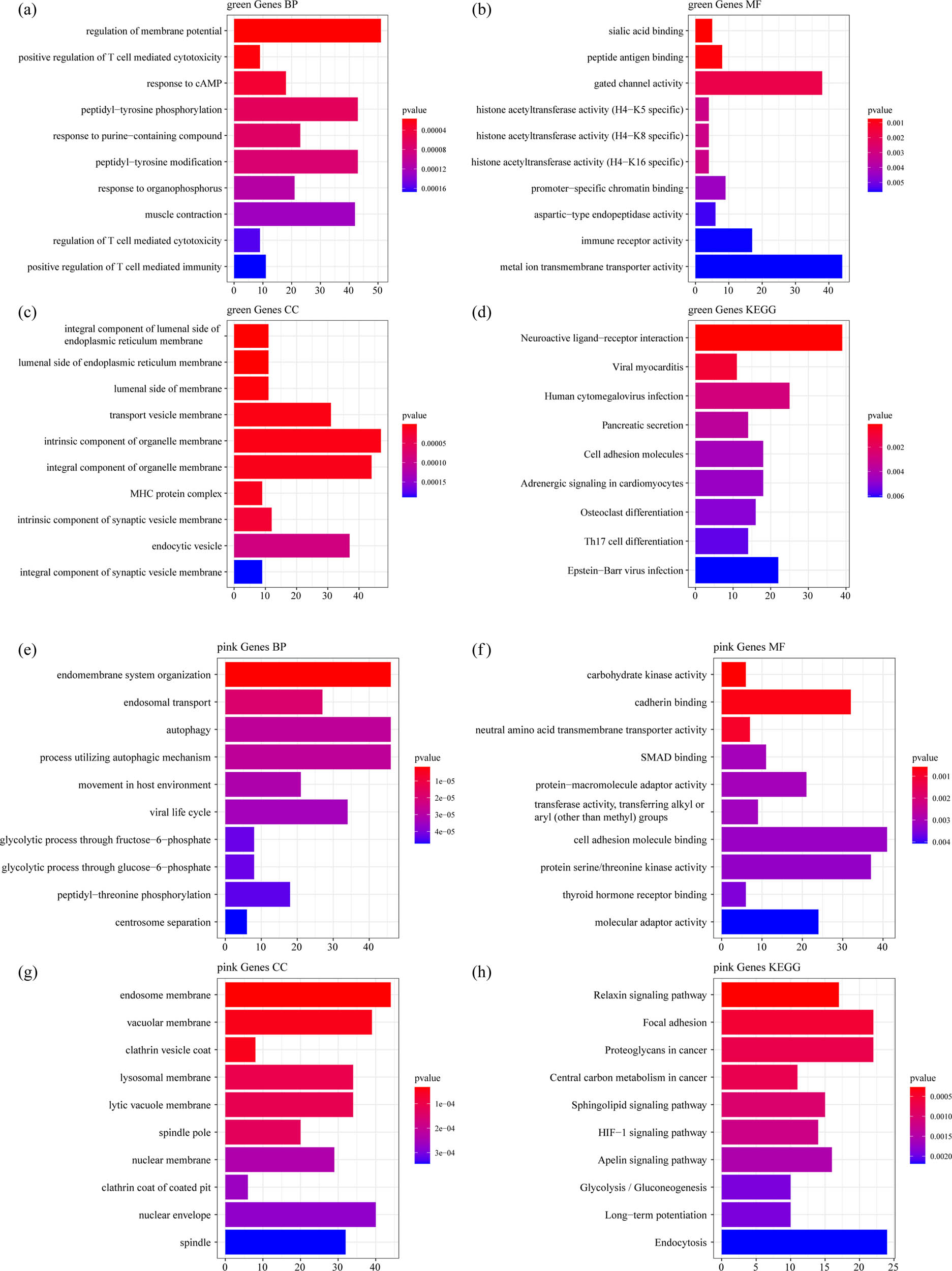 Figure 4
Functional enrichment analysis of DEGs in green and pink model: (a) the BP annotation map of DEGs in green model, (b) the CC annotation map of DEGs in green model, (c) the MF annotation map of DEGs in green model, (d) the KEGG annotation map of DEGs in green model, (e) the BP annotation map of DEGs in pink model, (f) the CC annotation map of DEGs in pink model, (g) the MF annotation map of DEGs in pink model, and (h) the KEGG annotation map of DEGs in pink model.