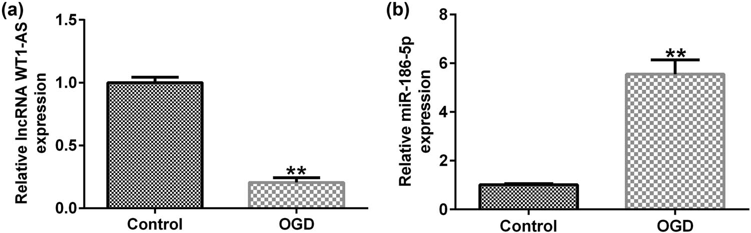 Figure 2
Expression levels of lncRNA WT1-AS/miR-186-5p in OGD-induced SH-SY5Y cells. (a) RT-qPCR analysis results showing lncRNA WT1-AS expression levels. (b) RT-qPCR analysis results showing miR-186-5p expression levels. **
P < 0.01 vs control group. GraphPad Prism 6.0 software (GraphPad Software, Inc.) was used for creation of the figure.