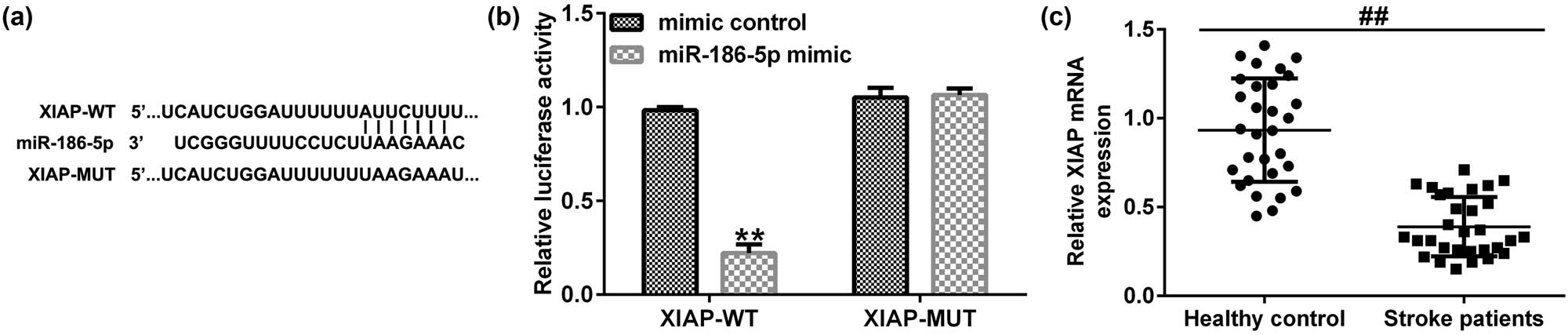 Figure 5
XIAP is directly targeted by miR-186-5p. (a) The interaction between miR-186-5p and XIAP 3′-UTR was predicted by TargetScan. (b) A dual luciferase reporter gene assay was performed to verify the interaction between miR-186-5p and XIAP in 293T cells co-transfected with miR-186-5p mimics and WT or MUT XIAP 3′-UTR reporter plasmids. (c) Expression levels of XIAP in blood samples of patients with ischemic stroke and healthy individuals.**
P < 0.01 vs control mimics group; ##
P < 0.01 vs Healthy control group. GraphPad Prism 6.0 software (GraphPad Software, Inc.) was used for creation of the figure.