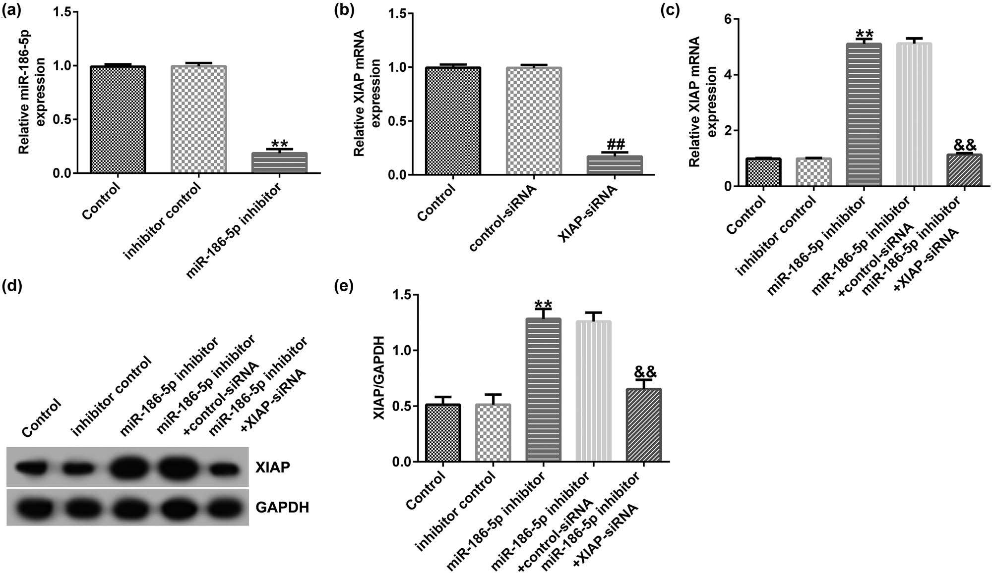 Figure 6
miR-186-5p negatively regulates XIAP expression levels in SH-SY5Y cells. (a) RT-qPCR assay results showing miR-186-5p expression levels in SH-SY5Y cells transfected with the inhibitor control or miR-186-5p inhibitors. (b) RT-qPCR assay results showing XIAP expression levels in SH-SY5Y cells transfected with the control or XIAP siRNAs. (c) RT-qPCR assay results showing XIAP expression levels in SH-SY5Y cells transfected with the miR-186-5p inhibitor + control siRNA or miR-186-5p inhibitor + XIAP siRNA. (d) Western blotting analysis results showing the protein expression levels of XIAP. (e) XIAP/GAPDH. **
P < 0.01 vs control inhibitor group; ##
P < 0.01 vs control siRNA group; &&
P < 0.01 vs miR-186-5p inhibitor + control siRNA group. GraphPad Prism 6.0 software (GraphPad Software, Inc.) was used for creation of the figure.
