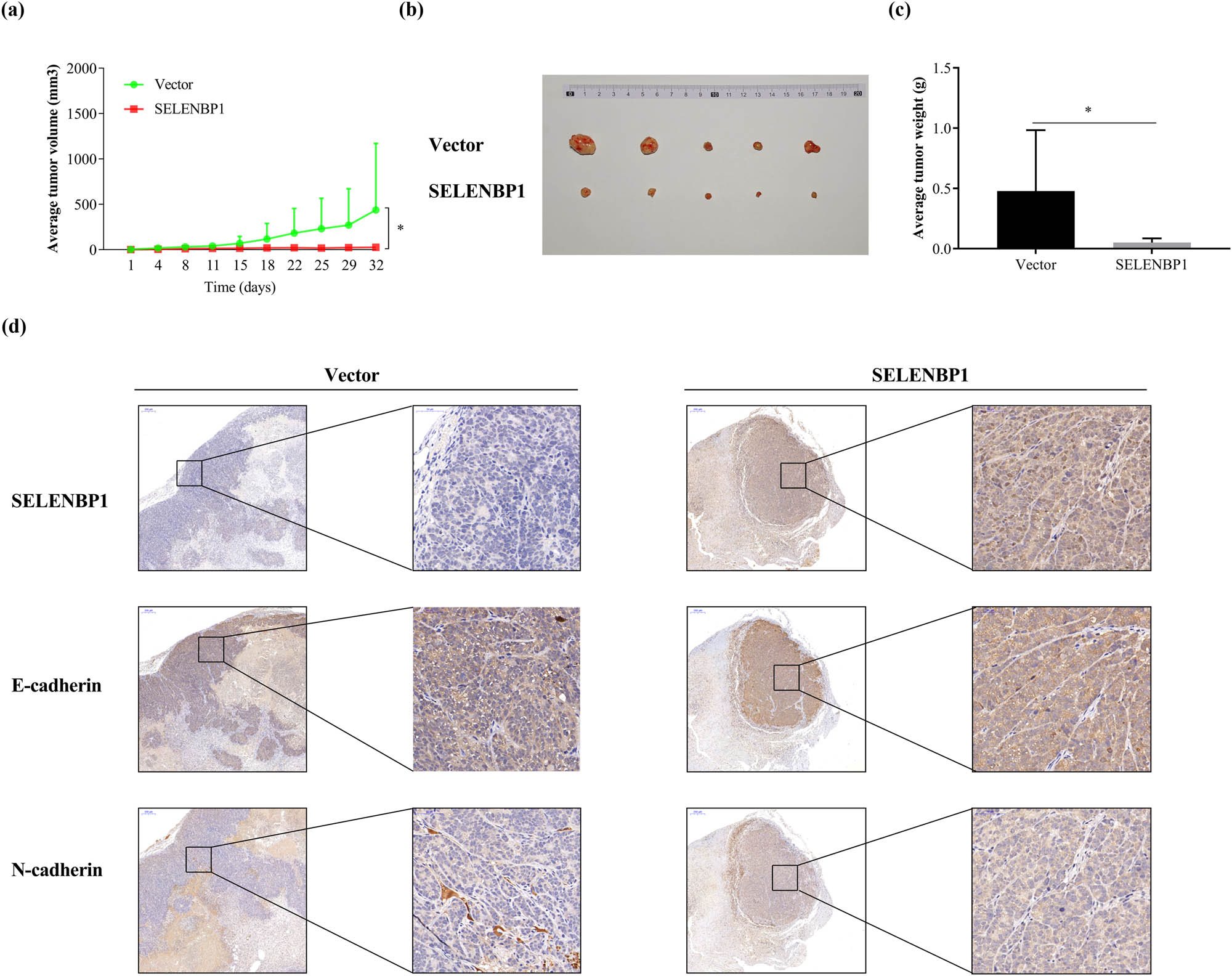 Figure 6 
                  SELENBP1 inhibits tumorigenesis of CRC cells. HCT-15 cells stably overexpressing SELENBP1 or vector were inoculated subcutaneously into the right flank of nude mice (n = 5 per group). Tumor growth was monitored twice a week (a). On Day 32 after inoculation, tumors were removed, photographed (b), and weighed (c). Formalin-fixed and paraffin-embedded tumor blocks were cut into 5 μm sections and stained with respective antibodies against SELENBP1, E-cadherin, and N-cadherin (d). *
                     p < 0.05 vs the control group.
               