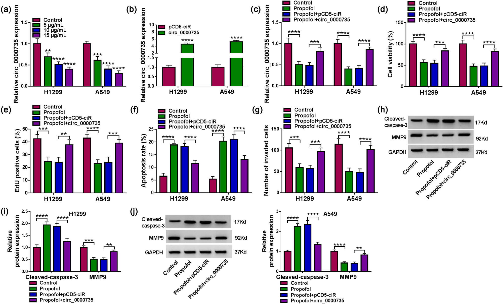 Figure 3 
                  Propofol controlled cell proliferation, invasion, and apoptosis in NSCLC cells via regulating circ_0000735 expression. (a) Relative expression of circ_0000735 in NSCLC cells treated with 5, 10, and 15 μg/mL propofol was detected using RT-qPCR (n = 3). (b) Relative expression of circ_0000735 in NSCLC cells transfected with circ_0000735 or pCD5-ciR was evaluated using RT-qPCR (n = 3). (c) Influence of exogenous circ_0000735 on circ_0000735 expression in propofol-treated NSCLC cells was determined by RT-qPCR (n = 3). (d–g) Impacts of exogenous circ_0000735 on propofol-treated NSCLC cell viability, proliferation, apoptosis, and invasion were determined using MTT, EdU, flow cytometry, and transwell assays (n = 3). (h–j) Effects of exogenous circ_0000735 on protein levels of Cleaved-caspase3 and MMP9 in propofol-treated NSCLC cells were analyzed using western blotting (n = 3). **P < 0.01, ***P < 0.001, and ****P < 0.0001.
               