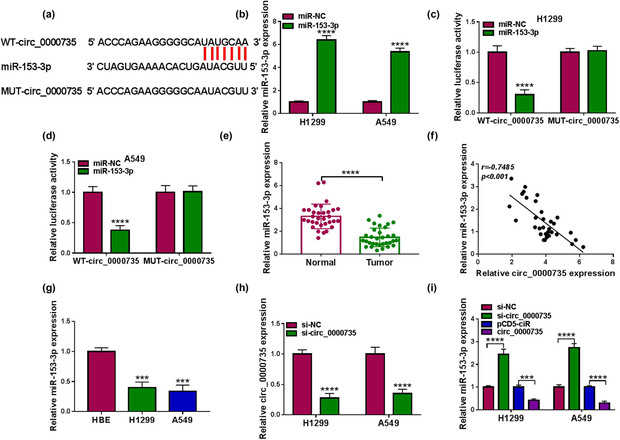 Figure 4 
                  circ_0000735 served as a miR-153-3p decoy. (a) Representative sequence alignment of circ_0000735 with miR-153-3p. (b) RT-qPCR analysis of the transfection efficiency of miR-153-3p mimic (n = 3). (c and d) Analysis of the luciferase activities of the WT-circ_0000735 and MUT-circ_0000735 reporters in NSCLC cells with miR-153-3p mimic or miR-NC by dual-luciferase reporter assays (n = 3). (e) Evaluation of miR-153-3p in NSCLC tissues (n = 32) using RT-qPCR. (f) Correlation of circ_0000735 and miR-153-3p in NSCLC tissues was analyzed by Pearson’s correlation analysis. (g) Detection of miR-153-3p in NSCLC cells using RT-qPCR (n = 3). (h) Analysis of the interference efficiency of si-circ_0000735 using RT-qPCR (n = 3). (i) Impacts of circ_0000735 inhibition and overexpression on miR-153-3p expression were assessed using RT-qPCR (n = 3). ***P < 0.001 and ****P < 0.0001.
               