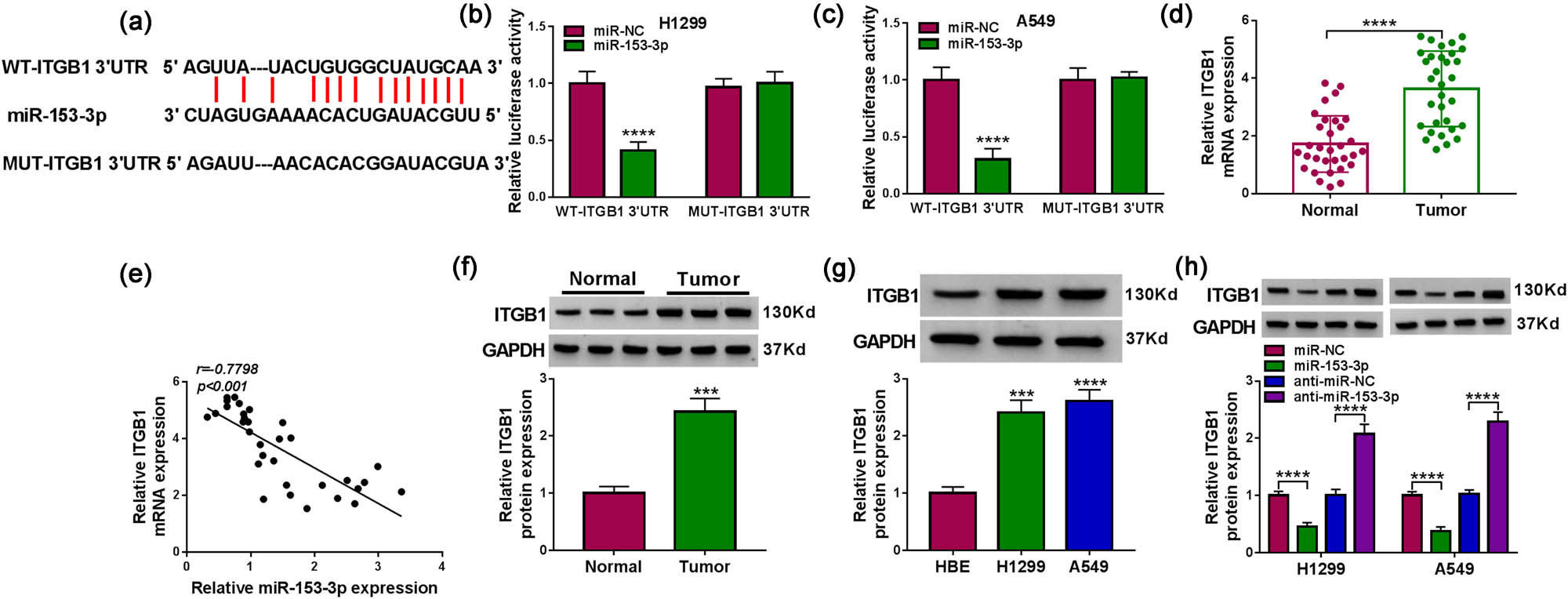 Figure 5 
                  ITGB1 acted as a miR-153-3p target. (a) Sequence alignment of wild-type and mutant 3′-UTR of ITGB1 with miR-153-3p. (b and c) Luciferase activities of the WT-ITGB1 3′-UTR and MUT-ITGB1 3′-UTR reporters in NSCLC cells with miR-153-3p mimic or miR-NC were determined by dual-luciferase reporter assays (n = 3). (d) RT-qPCR analysis of ITGB1 mRNA in NSCLC tissues (n = 32). (e) Correlation of ITGB1 mRNA and miR-153-3p in NSCLC tissues was analyzed by Pearson’s correlation analysis. (f and g) Western blotting assessment of the ITGB1 protein level in NSCLC tissues (n = 32) and cells (n = 3). (h) Western blotting analysis of the effects of miR-153-3p inhibitor and mimic on the protein level of ITGB1 (n = 3). ***P < 0.001 and ****P < 0.0001.
               