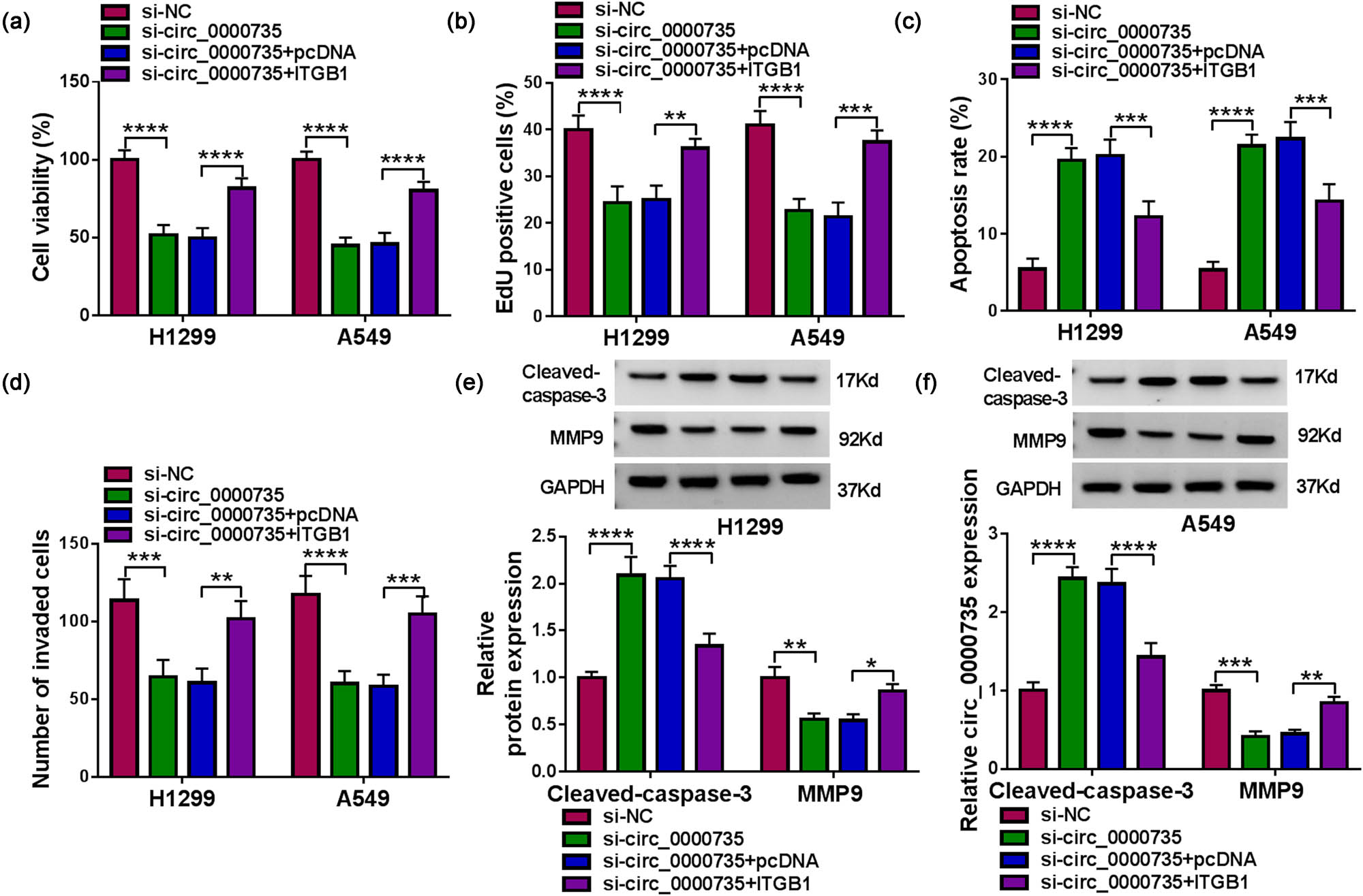 Figure 6 
                  circ_0000735 regulated NSCLC cell proliferation, apoptosis, and invasion via ITGB1. (a–d) Effects of ITGB1 upregulation on si-circ_0000735-transfected NSCLC cell viability, proliferation, apoptosis, and invasion were determined using MTT, EdU, flow cytometry, and transwell assays (n = 3). (e and f) Western blotting analysis of the effects of ITGB1 overexpression on protein levels of Cleaved-caspase3 and MMP9 in si-circ_0000735-transfected NSCLC cells (n = 3). *P < 0.05, **P < 0.01, ***P < 0.001, and ****P < 0.0001.
               