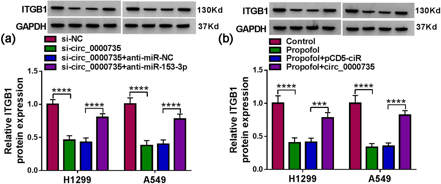 Figure 7 
                  Propofol regulated ITGB1 expression via the circ_0000735/miR-153-3p axis. (a) Western blotting analysis of the effect of miR-153-3p inhibitor on the protein level of ITGB1 in si-circ_0000735-transfected NSCLC cells (n = 3). (b) Western blotting evaluation of the effect of circ_0000735 upregulation on the protein level of ITGB1 in propofol-treated NSCLC cells (n = 3). ***P < 0.001 and ****P < 0.0001.
               
