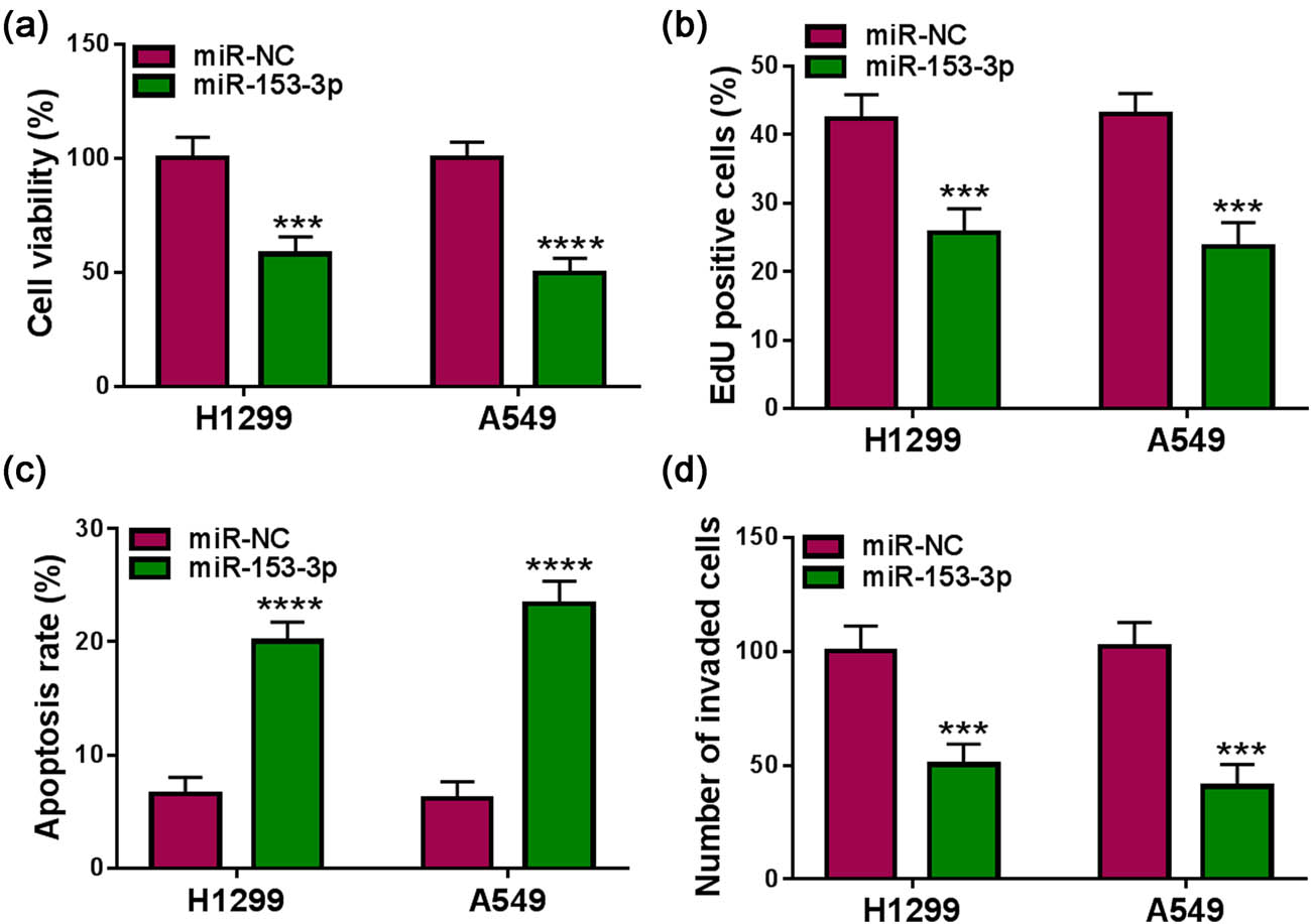 Figure A3 
               Propofol modulated NSCLC cell proliferation, invasion, and apoptosis by ITGB1. (a) Detection of ITGB1 protein in NSCLC cells treated with 5, 10, and 15 μg/mL propofol using western blotting (n = 3). (b) Assessment of the transfection efficiency of the ITGB1 overexpression plasmid using western blotting (n = 3). (c) Effect of ITGB1 overexpression on the protein level of ITGB1 in propofol-treated NSCLC cells was analyzed using western blotting (n = 3). (d–g) Effects of ITGB1 upregulation on propofol-treated NSCLC cell viability, proliferation, apoptosis, and invasion were determined using MTT, EdU, flow cytometry, and transwell assays (n = 3). (h–j) Western blotting evaluation of the effects of ITGB1 overexpression on protein levels of Cleaved-caspase3 and MMP9 in propofol-treated NSCLC cells (n = 3). **P < 0.01, ***P<0.001, and ****P < 0.0001.
            