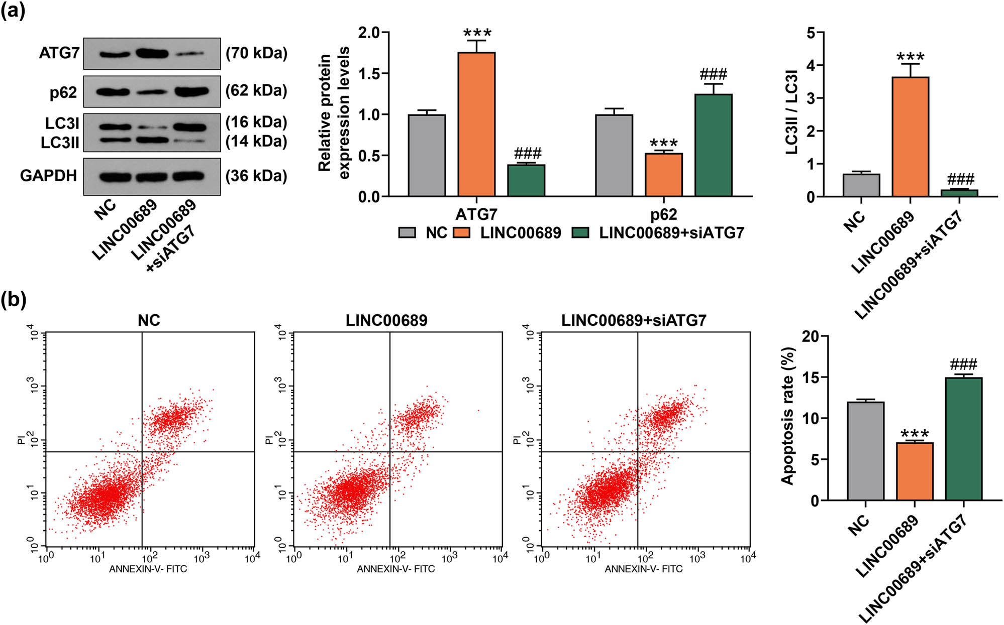Figure 3 
                  SiATG7 abolished the effect of overexpressed LINC00689 on promoting the autophagy and on inhibiting the apoptosis of NPCs. (a) The levels of autophagy-related proteins (ATG7, p62, and LC3Ⅱ/LC3I) were quantified by the Western blot. (b) Following the transfection of NPCs with LINC00689 overexpression plasmid and siATG7, the apoptosis of NPCs was detected by using flow cytometry. ***
                     P < 0.001 vs NC; ###
                     P < 0.001 vs LINC00689 (NPCs: human nucleus pulposus cells, ATG7: autophagy related 7).
               