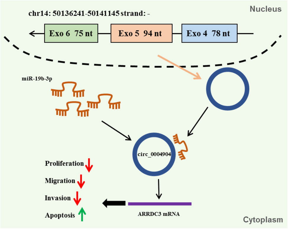 Figure 7 
                  The regulation mechanism of circ_0004904/miR-19b-3p/ARRDC3.
               