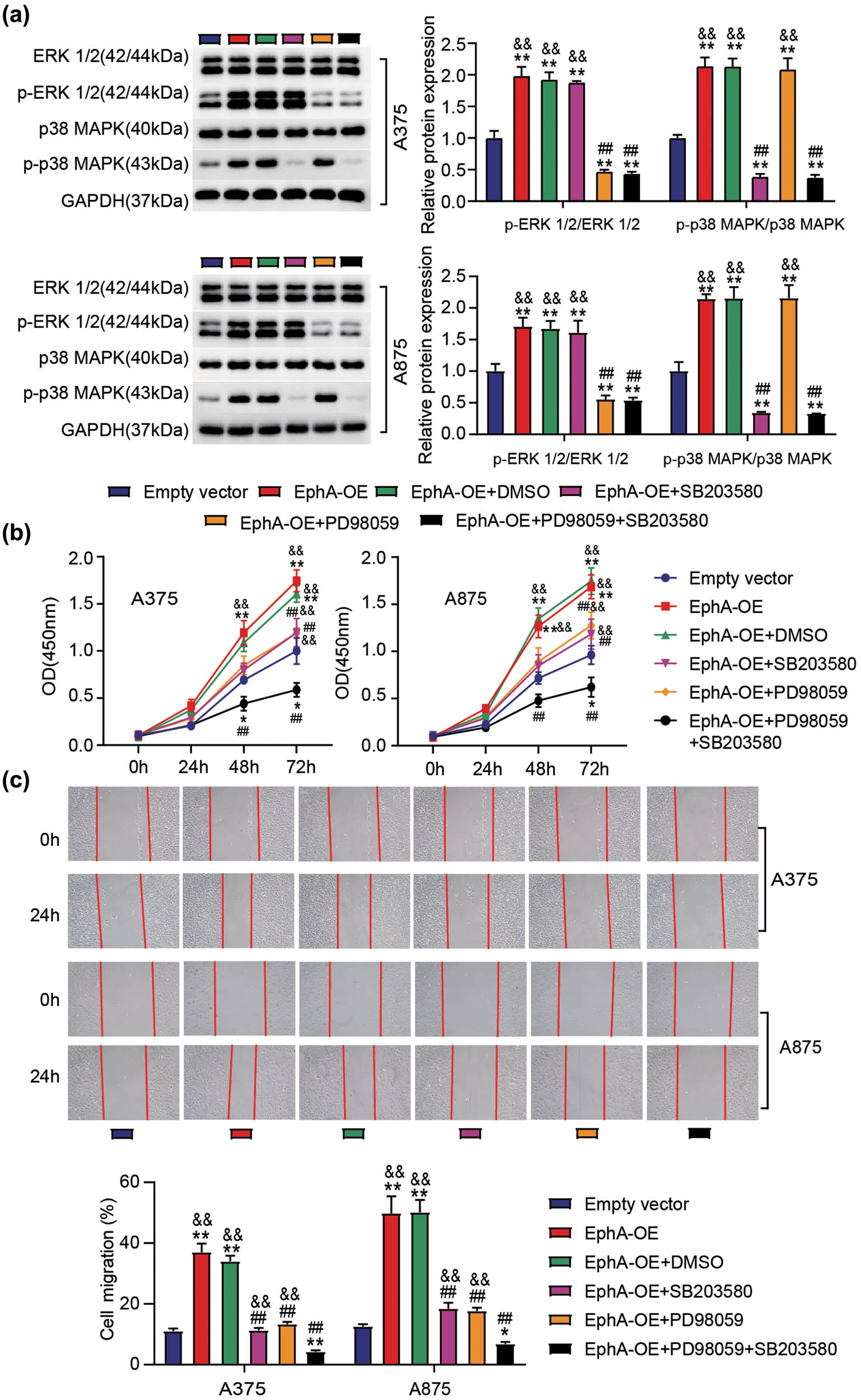 Figure 6 
                  The inactivation of ERK1/2 and p38 MAPK signaling pathways’ reverses the EphA3-driven proliferation and migration in melanoma cells. A375 and A875 cells transfected with empty vectors or EphA3 overexpressing vectors (EphA3-OE) were pretreated with D98059 (ERK1/2 inhibitor) or SB203580 (p38 MAPK inhibitor). After 48 h transfection, (a) Western blot analysis of ERK1/2, p-ERK1/2, p38MAPK, and p-p38MAPK expressions in these above transfected cells. (b) Proliferation in these above treated cells was determined by CCK-8 assay. (c) Migration in these above treated cells was assessed by scratch wound assays. P < 0.05, **P < 0.01 vs empty vector; ##
                     P < 0.01 vs EphA-OE; &&
                     P < 0.01 vs EphA-OE + PD98059 + SB203580.
               