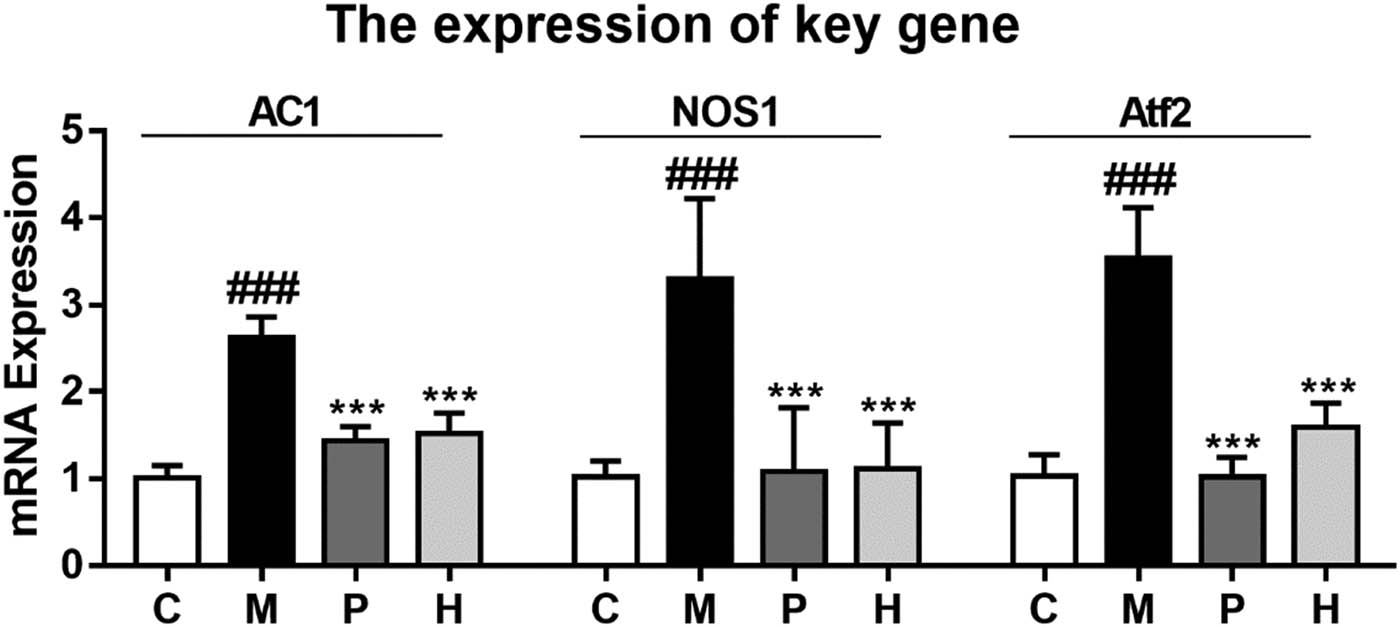 Figure A1 
                  Expression of AC1 mRNA, NOS1 and Atf2-mRNA in different groups. C, control; M, model; P, positive; H, the high-dose of SNX (H). **P < 0.01, ***P < 0.001 versus the model group and 
                        ###
                     
                     P < 0.001 versus the control group (n = 6).
               