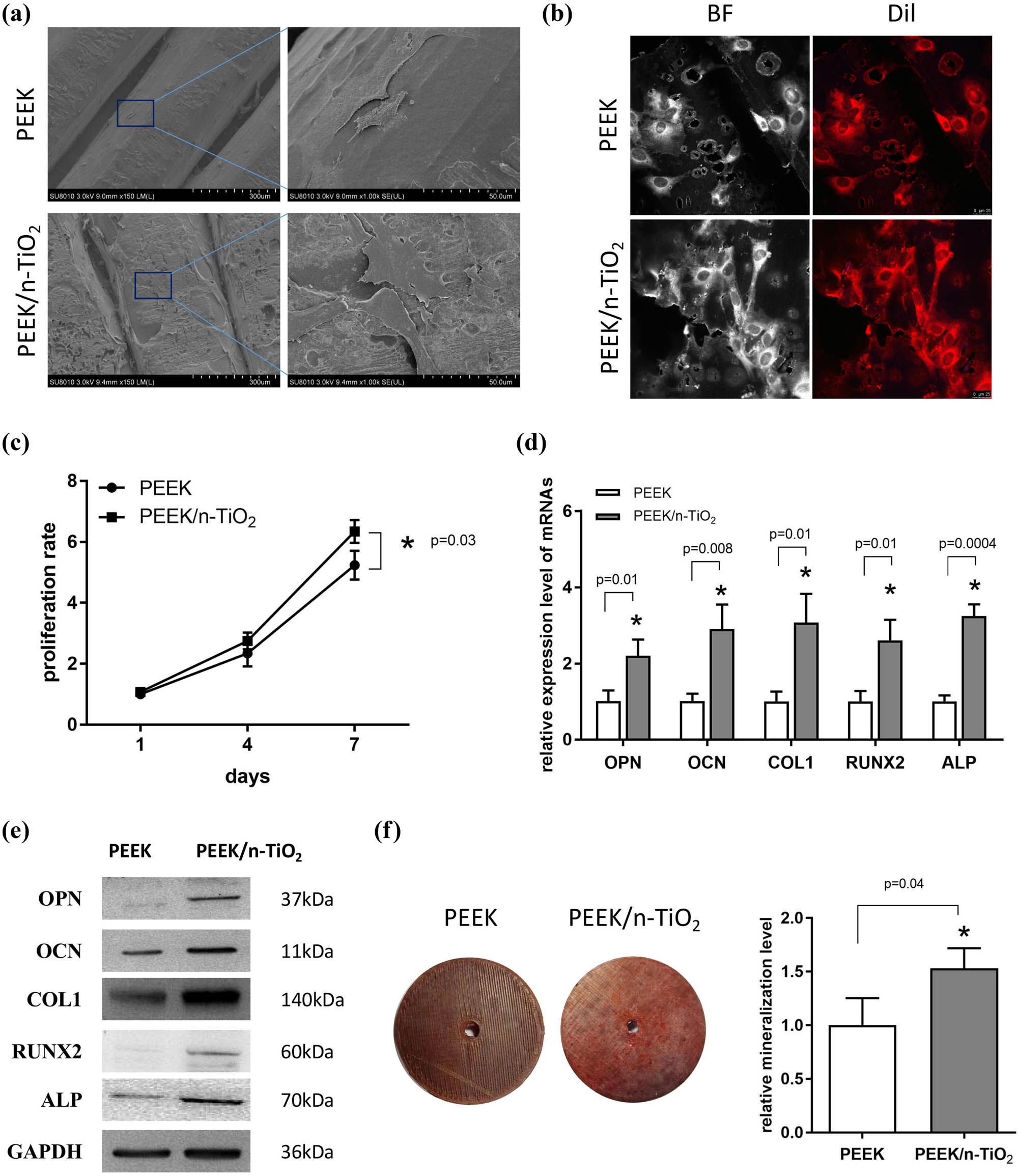 Figure 3 
                  PEEK/n-TiO2 composite showing better cytocompatibility and osteogenic induction ability. (a) MC3T3-E1 cells were cultured on the surface of the PEEK and PEEK/n-TiO2 composite samples for 3 days; subsequently, SEM imaging was employed to observe cell morphology and distribution. Scales: 300 µm (left) and 50 µm (right), respectively. (b) MC3T3-E1 cells were cultured on the surface of the two samples for 3 days and stained with Dil; then, laser scanning confocal microscope was used to observe cell morphology and distribution. BF: bright field, Scale: 25 µm. (c) CCK-8 was used to detect the proliferation of cells cultured on the surface of the two samples for 1, 4, and 7 days. (d and e) qPCR and western blot were used to detect the mRNA and protein expression levels of OPN, OCN, COL1, RUNX2, and ALP, after the cells seeded on the surface of the two samples were induced with osteogenic medium for 7 days. (f) ARS staining was used to detect the mineralization level after the cells cultured on the surface of the two samples experienced the osteogenic induction for 14 days. * P < 0.05.
               