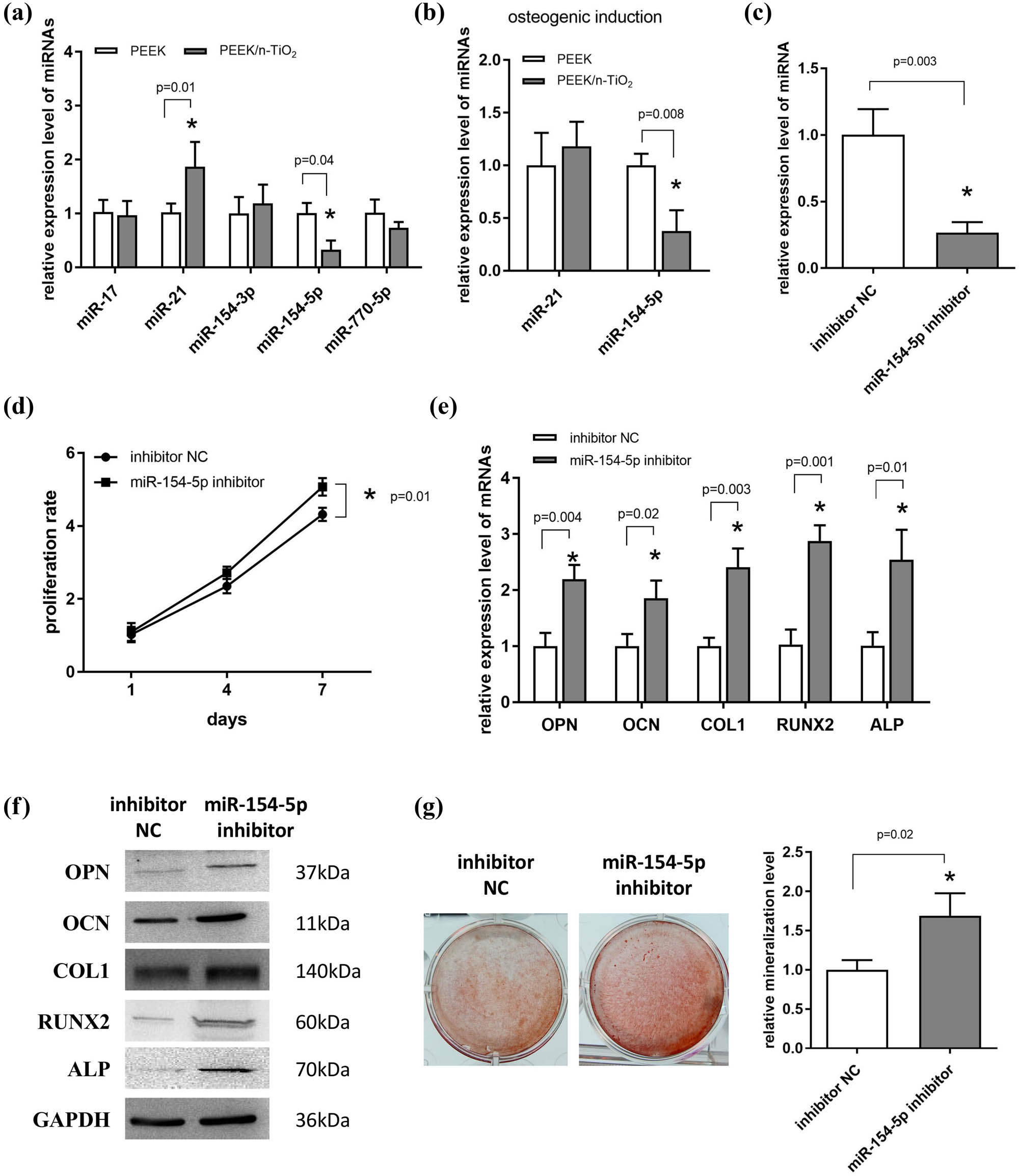 Figure 4 
                  Inhibition of miR-154-5p promotes the proliferation and osteogenic differentiation of MC3T3-E1 cells. (a) Expression levels of five miRNAs were detected by qPCR after MC3T3-E1 cells were seeded on the surface of the PEEK and PEEK/n-TiO2 composite samples and underwent osteogenic induction for 7 days. (b) Expression levels of the two miRNAs were detected by qPCR after cells were induced on the surface of the two samples for 7 days. (c) qPCR validation of the interference effect of the miR-154-5p inhibitor. (d) CCK-8 was used to detect the proliferation potency of cells infected with the miR-154-5p inhibitor for 1, 4, and 7 days. (e and f) qPCR and western blotting were used to detect the mRNA and protein expression levels of OPN, OCN, COL1, RUNX2, and ALP after the cells were infected with the miR-154-5p inhibitor and underwent osteogenic induction for 7 days. (g) ARS staining was used to detect the mineralization level after the cells infected with the miR-154-5p inhibitor experienced osteogenic induction for 14 days. *P < 0.05.
               