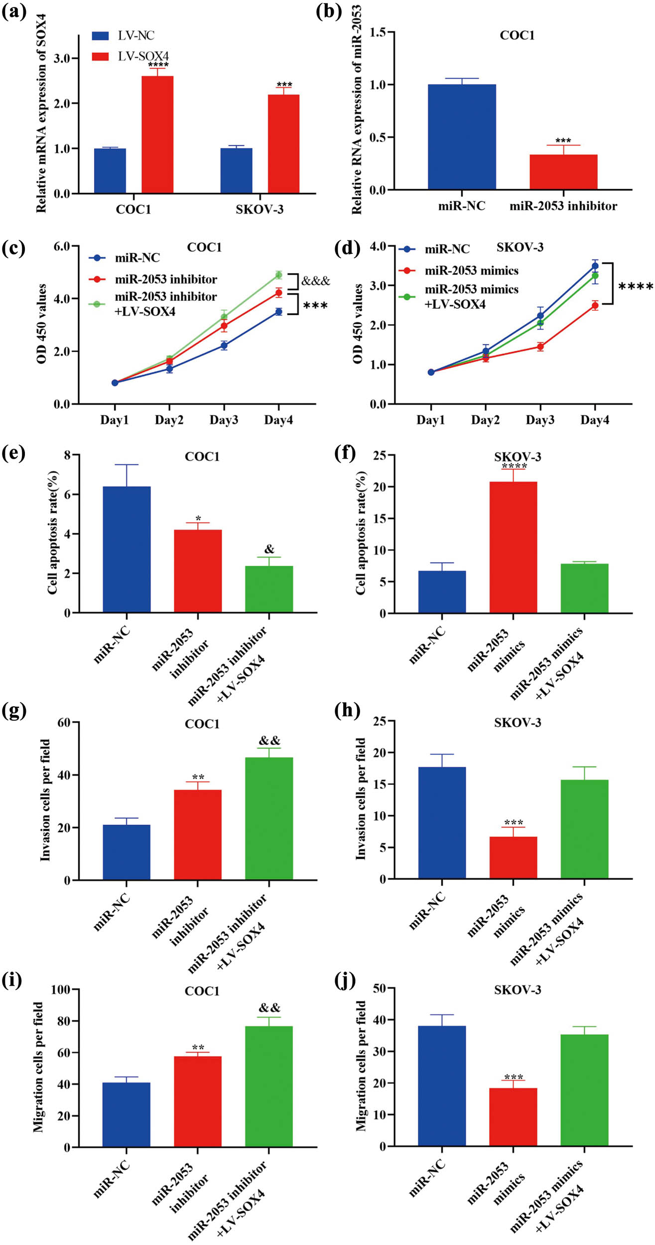 Figure 6 
                  Biological behaviour alterations in ovarian cells caused by miR-2053 mimics and inhibitors were strengthened and reversed by LV-SOX4, respectively. (a and b) Transfection efficiencies of miR-2053 inhibitors and LV-SOX4 in ovarian cancer cells were examined by RT-qPCR. (c) Proliferation was promoted in cells transfected with miR-2053 inhibitors, which was enhanced by overexpressed SOX4. (d) The proliferative ability of ovarian cancer cells was suppressed by miR-2053 mimics, and these effects were reversed by LV-SOX4. (e) Cell apoptotic rate was decreased after the treatment with miR-2053 inhibitors, which was strengthened by LV-SOX4. (f) Cell apoptosis was enhanced following the transfection with miR-2053 mimics, and the influences were abrogated by LV-SOX4. (g and i) Cell migration and invasion were elevated in cells treated with miR-2053 inhibitors, which were enhanced by overexpressed SOX4. (h and j) Cell migratory and invasive activities were inhibited after the transfection with miR-2053 mimics, and these effects were abolished by LV-SOX4. The experiments were performed in triplicates. *
                     P < 0.05; **
                     P < 0.01; ***
                     P < 0.001; ****
                     P < 0.0001 vs LV-NC/miR-NC; &
                     P < 0.05; &&
                     P < 0.01 vs miR-2053 mimics/inhibitors. NC, negative control.
               