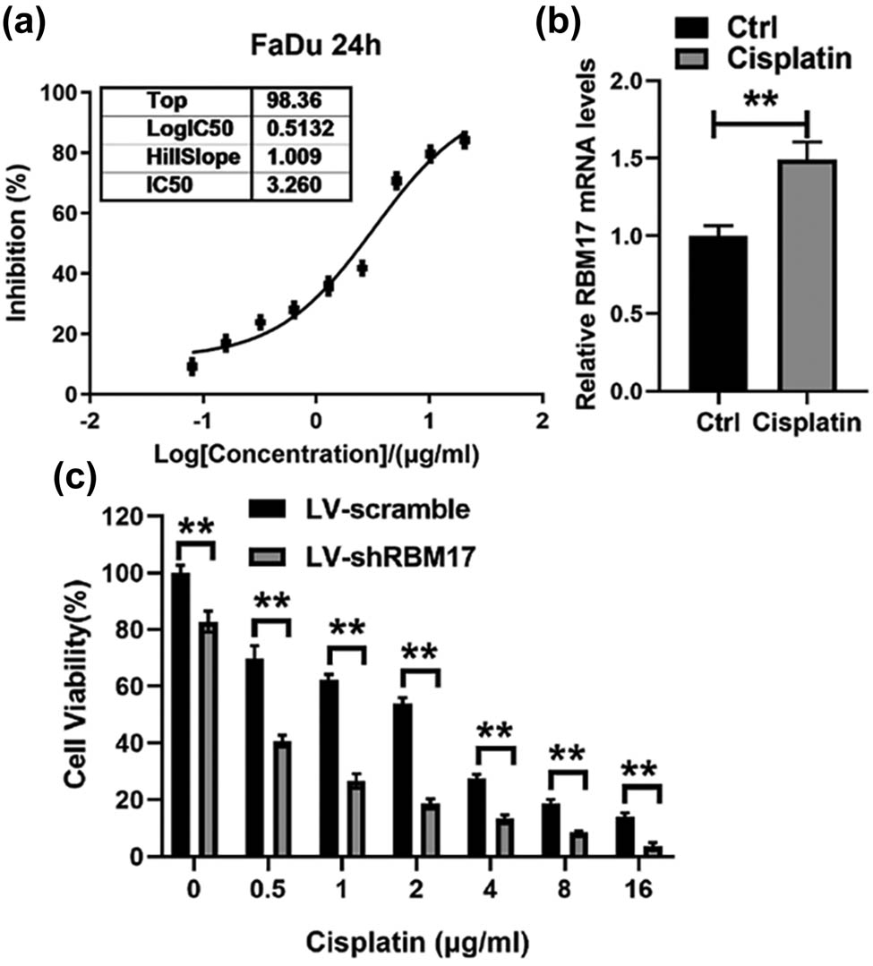 Figure 2
Downregulation of RBM17 enhances cisplatin sensitivity in vitro. (a) Inhibition of cisplatin on FaDu cells was in a concentration-dependent manner (b) FaDu cells were treated with 3.26 μg/ml cisplatin for 24 h, and the mRNA level of RBM17 was detected by real-time PCR. (c) LV-shRBM17- or LV-scramble-infected cells were incubated with different concentrations of cisplatin for 24 h, and the cell viability was determined by CCK-8 assays. **P < 0.01.