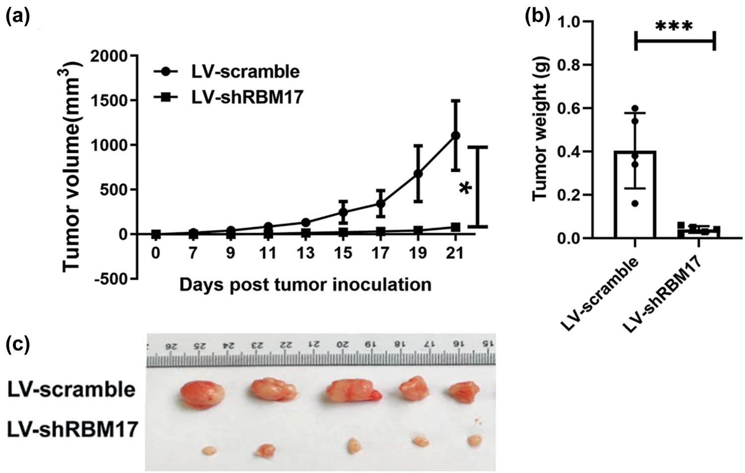 Figure 4
Knockdown RBM17 inhibits FaDu HSCC tumor growth in vivo. (a) Tumor volume was measured every 2 days from day 7 to day 21. (b) Tumor weight was calculated at day 21. (c) Representative images of FaDu HSCC xenograft tissues in different groups. *P < 0.05, ***P < 0.001.