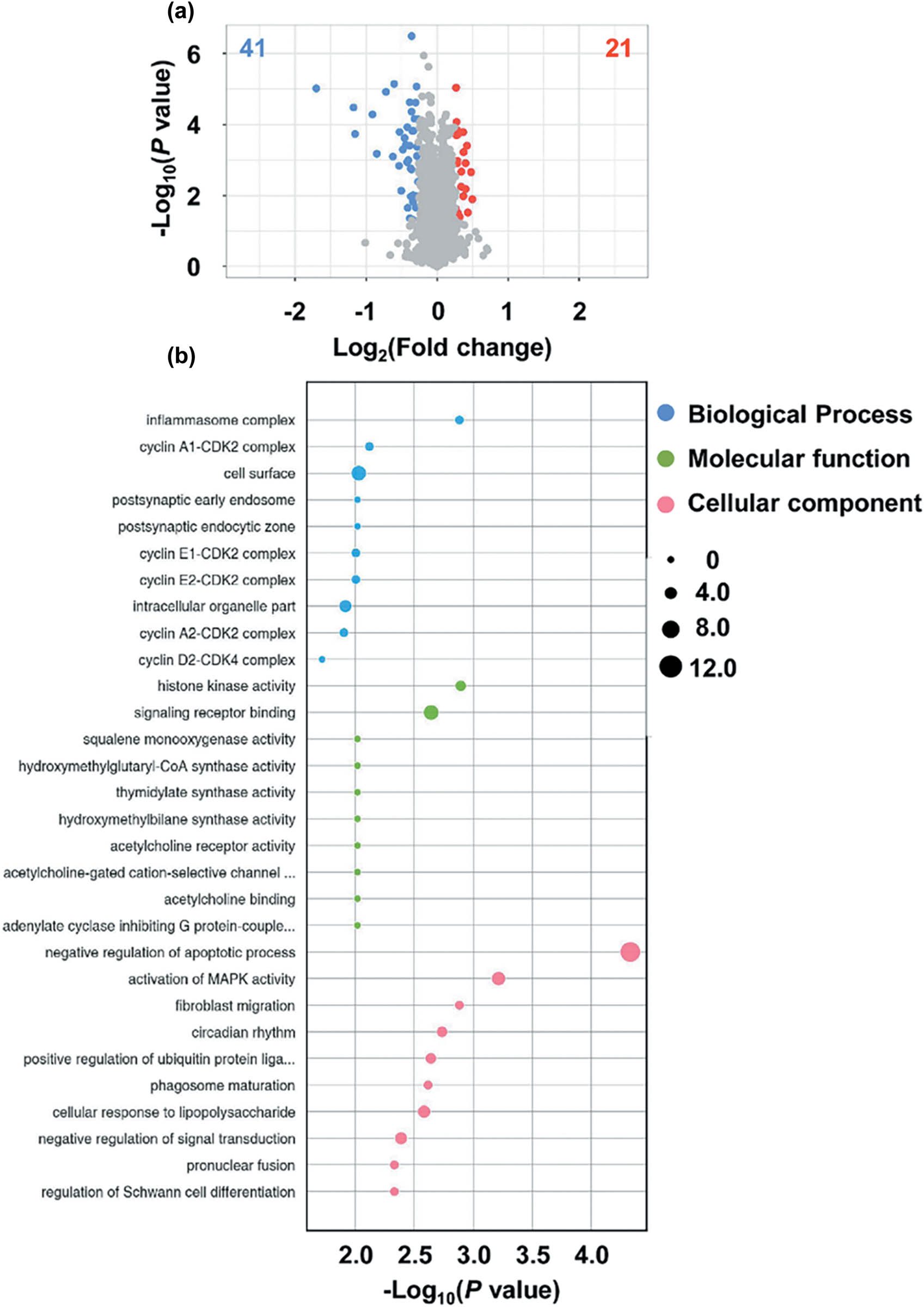 Figure 5
Comparative profiling of the proteomes after downregulation of RBM17. (a) Volcano plots of the proteomes in LV-shRBM17 vs LV-scramble. (b) Bubble chart displaying GO terms for biological process and cellular components. GO terms were functionally grouped depending on Kappa scores and only the most significant GO terms were displayed. The significance of each GO term was displayed as −log10 (P-value).