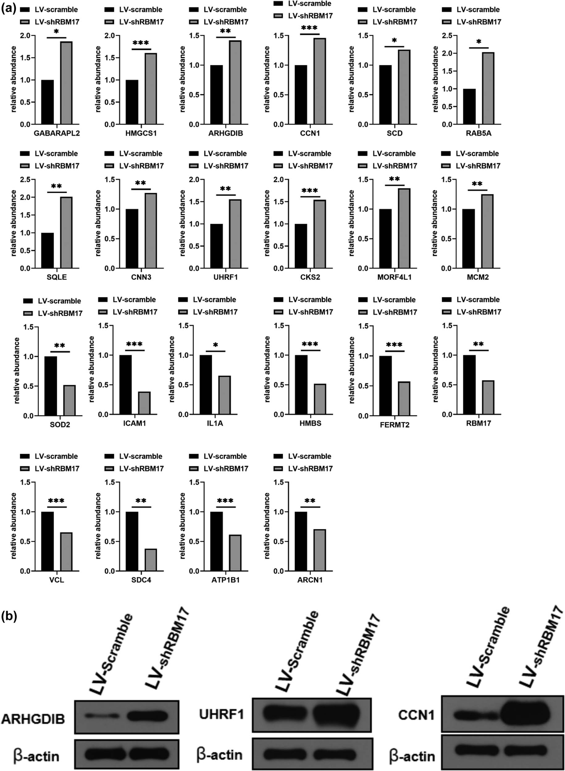 Figure 6
PRM analysis of the differentially expressed proteins. (a) PRM analysis of the differentially expressed proteins after downregulation of RBM17 compared to LV-scramble groups. (b) Selected differentially expressed proteins were confirmed by western blot.