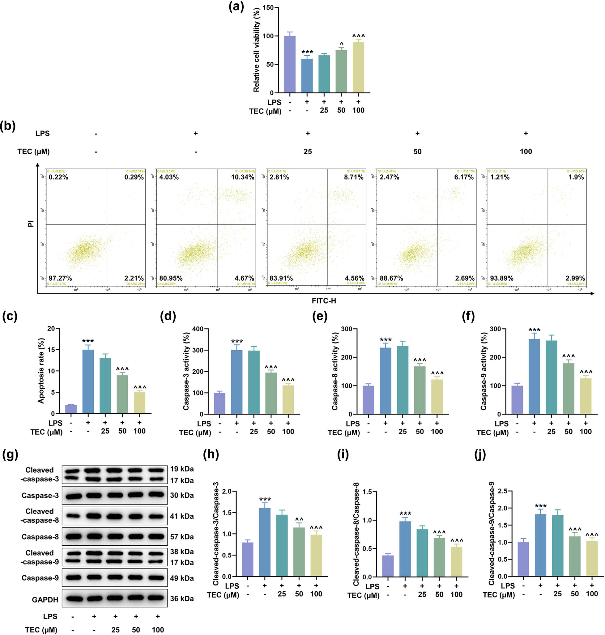Figure 2
TEC alleviated the LPS-induced PC12 cellular injuries at a dose-dependent manner. (a) CCK-8 assay was applied to determine the viability of PC12 cells under the treatment of 5 μg/mL LPS coupled with or without treatment of 25, 50, or 100 μM TEC. ***
P < 0.001 vs control group, ^
P < 0.05 vs LPS group, ^^^
P < 0.001 vs LPS group. (b and c) Flow cytometry was performed to detect the apoptotic rate of PC12 cells under the treatment of 5 μg/mL LPS coupled with or without treatment of 25, 50, or 100 μM TEC. ***
P < 0.001 vs control group, ^^^
P < 0.001 vs LPS group. (d–f) Colorimetric assay was conducted to measure the expressions of apoptosis-related factors including caspase-3, caspase-8, and caspase-9. ***
P < 0.001 vs control group, ^^^
P < 0.001 vs LPS group. (g–j) WB assay was utilized to quantitate the expressions of apoptosis-related factors including caspase-3, caspase-8, caspase-9, cleaved caspase-3, cleaved caspase-8, and cleaved caspase-9. ***
P < 0.001 vs control group, ^^
P < 0.01 vs LPS group, ^^^
P < 0.001 vs LPS group. GAPDH was used as the internal reference for WB assay. All results in this figure were described as means ± SD of triplicate determination.