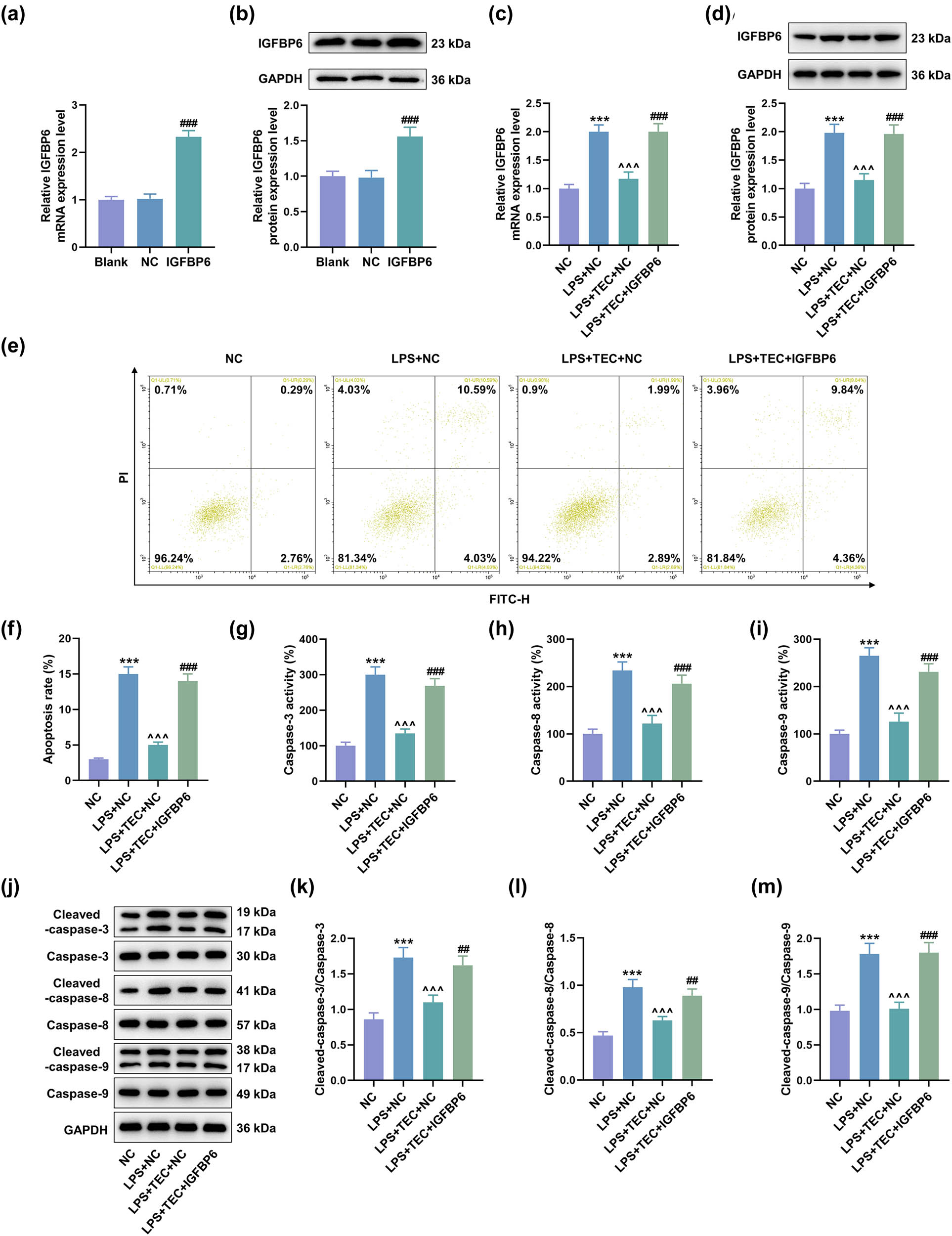 Figure 5
Overexpressed IGFBP6 reversed the inhibiting role of TEC in the apoptosis of LPS-induced PC12 cells. (a and b) RT-qPCR and WB assays were performed to detect the expression of IGFBP6 in PC12 cells with or without transfection of IGFBP6 overexpression plasmid (IGFBP6 group). ###
P < 0.001 vs. negative control (NC) group. (c and d) RT-qPCR and WB assays were applied to quantify the expression of IGFBP6 in PC12 cells with or without LPS inducement coupled with the treatment of NC, TEC + NC, or TEC + IGFBP6 overexpression plasmid. ***
P < 0.001 vs NC group, ^^^
P < 0.001 vs LPS + NC group, ###
P < 0.001 vs LPS + TEC + NC group. (e and f) Flow cytometry was performed to detect the apoptotic degree of PC12 cells with or without LPS inducement coupled with the treatment of NC, TEC + NC, or TEC + IGFBP6 overexpression plasmid. ***
P < 0.001 vs NC group, ^^^
P < 0.001 vs LPS + NC group, and ###
P < 0.001 vs LPS + TEC + NC group. (g–i) Colorimetric method was used to quantitate the apoptosis-related factors, including caspase-3, caspase-8, and caspase-9, that were released from PC12 cells with or without LPS inducement coupled with the treatment of NC, TEC + NC, or TEC + IGFBP6 overexpression plasmid. ***
P < 0.001 vs NC group, ^^^
P < 0.001 vs LPS + NC group, and ###
P < 0.001 vs LPS + TEC + NC group. (j–m) WB assay was utilized to determine the expressions of apoptosis-related factors, including caspase-3, caspase-8, caspase-9, cleaved caspase-3, cleaved caspase-8, and cleaved caspase-9, in PC12 cells under various conditions. ***
P < 0.001 vs NC group, ^^^
P < 0.001 vs LPS + NC group, and ###
P < 0.001 vs LPS + TEC + NC group. GAPDH was used as the internal reference for RT-qPCR and WB assays. All results in this figure were described as mean ± SD of triplicate determination.