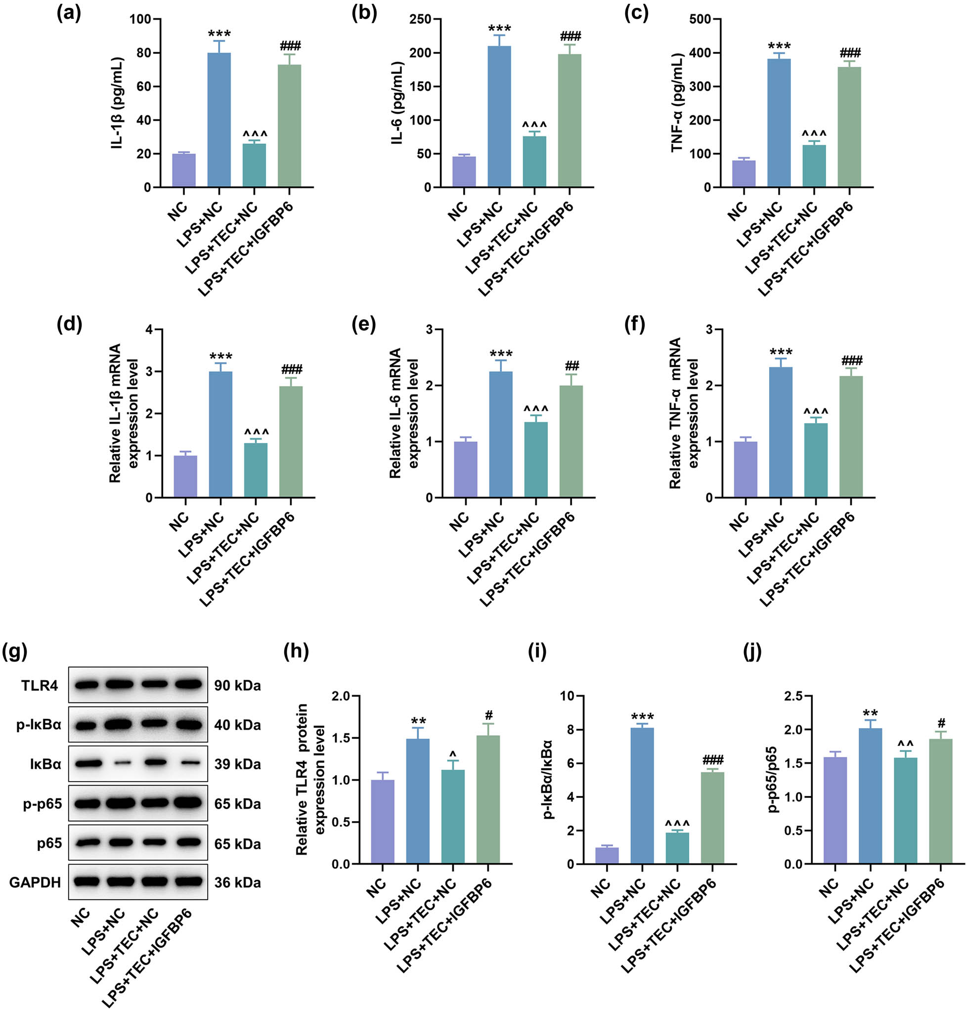 Figure 6
Overexpressed IGFBP6 offset the suppressing effect of TEC on inflammation in LPS-induced PC12 cells. (a–c) ELISA was used to measure the levels of pro-inflammatory factors, including IL-1β, IL-6, and TNF-α, in PC12 cells with or without LPS inducement coupled with the treatment of NC, TEC + NC, or TEC + IGFBP6 overexpression plasmid. ***
P < 0.001 vs NC group, ^^^
P < 0.001 vs LPS + NC group, and ###
P < 0.001 vs LPS + TEC + NC group. (d–f) RT-qPCR assay was exploited to detect the levels of pro-inflammatory factors, including IL-1β, IL-6, and TNF-α, in PC12 cells under various treatments. ***
P < 0.001 vs NC group, ^^^
P < 0.001 vs LPS + NC group, ##
P < 0.01 vs LPS + TEC + NC group, and ###
P < 0.001 vs LPS + TEC + NC group. (g–j) WB assay was performed to determine the expressions of TLR4/NF-κB pathway-related factors, including TLR4, IκBα, p-IκBα, p65, and p-p65, in PC12 cells under various conditions. **
P < 0.01 vs NC group, ***
P < 0.001 vs NC group, ^^
P < 0.01 vs LPS + NC group, #
P < 0.05 vs LPS + TEC + NC group, and ##
P < 0.01 vs LPS + TEC + NC group. GAPDH was used as the internal reference for RT-qPCR and WB assays. All results in this figure were described as mean ± SD of triplicate determination.