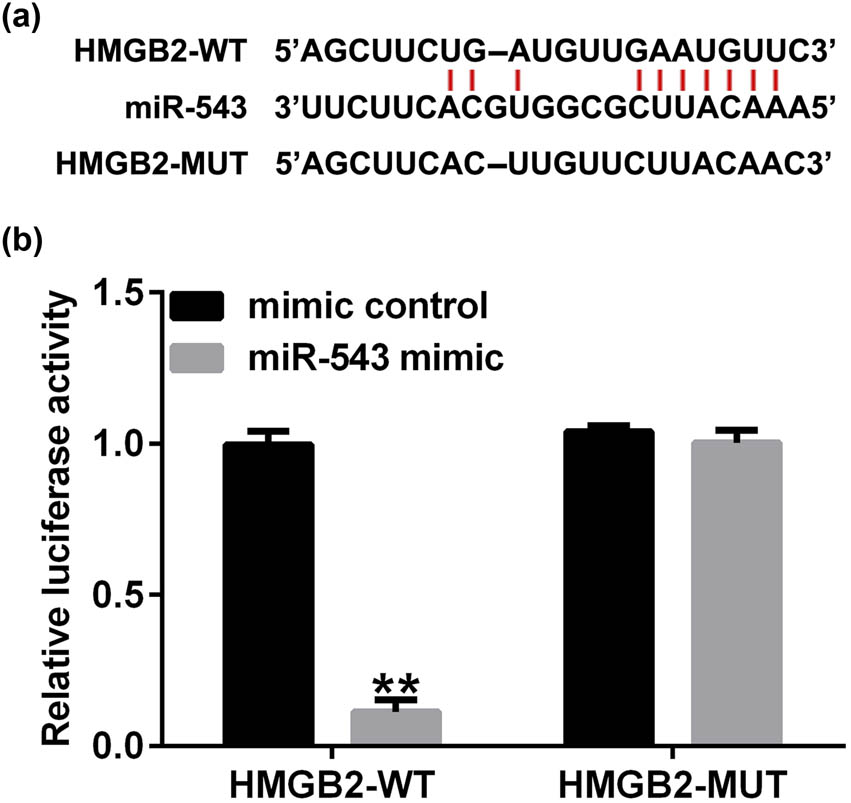 Figure 5 
                  HMGB2 was a direct target of miR-543. (a) A schematic of miR-543 binding site in HMGB2 3′-UTR. (b) Dual-luciferase reporter assay system was applied for verifying the relationship between HMGB2 and miR-543. **P < 0.01 vs mimic control.
               