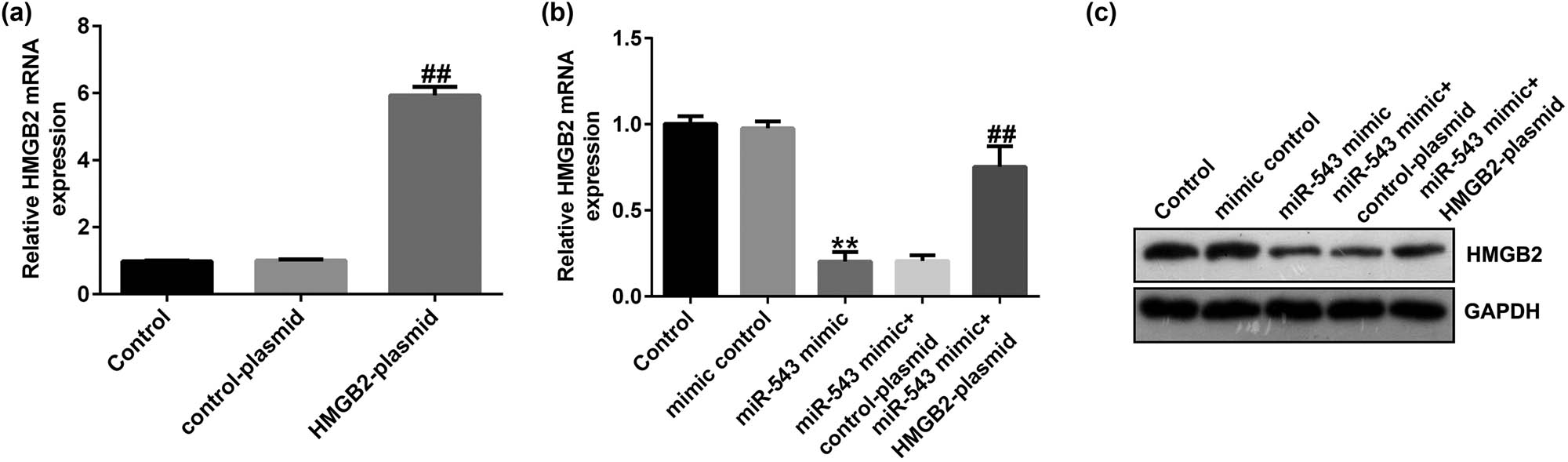 Figure 6 
                  HMGB2 plasmid abolished the effects of miR-543 mimic HMGB2 level. (a) RT-qPCR analysis of HMGB2 in HeLa cells after HMGB2 plasmid or control plasmid transfection. (b) mRNA levels of HMGB2 in mimic control + HMGB2 plasmid- or miR-543 mimic + HMGB2 plasmid-transfected cells. (c) protein levels of HMGB2 in mimic control + HMGB2 plasmid- or miR-543 mimic + HMGB2 plasmid-transfected cells. **P < 0.01 vs mimic control; ##
                     P < 0.01 vs control plasmid; &&
                     P < 0.01 vs miR-543 mimic + control plasmid.
               