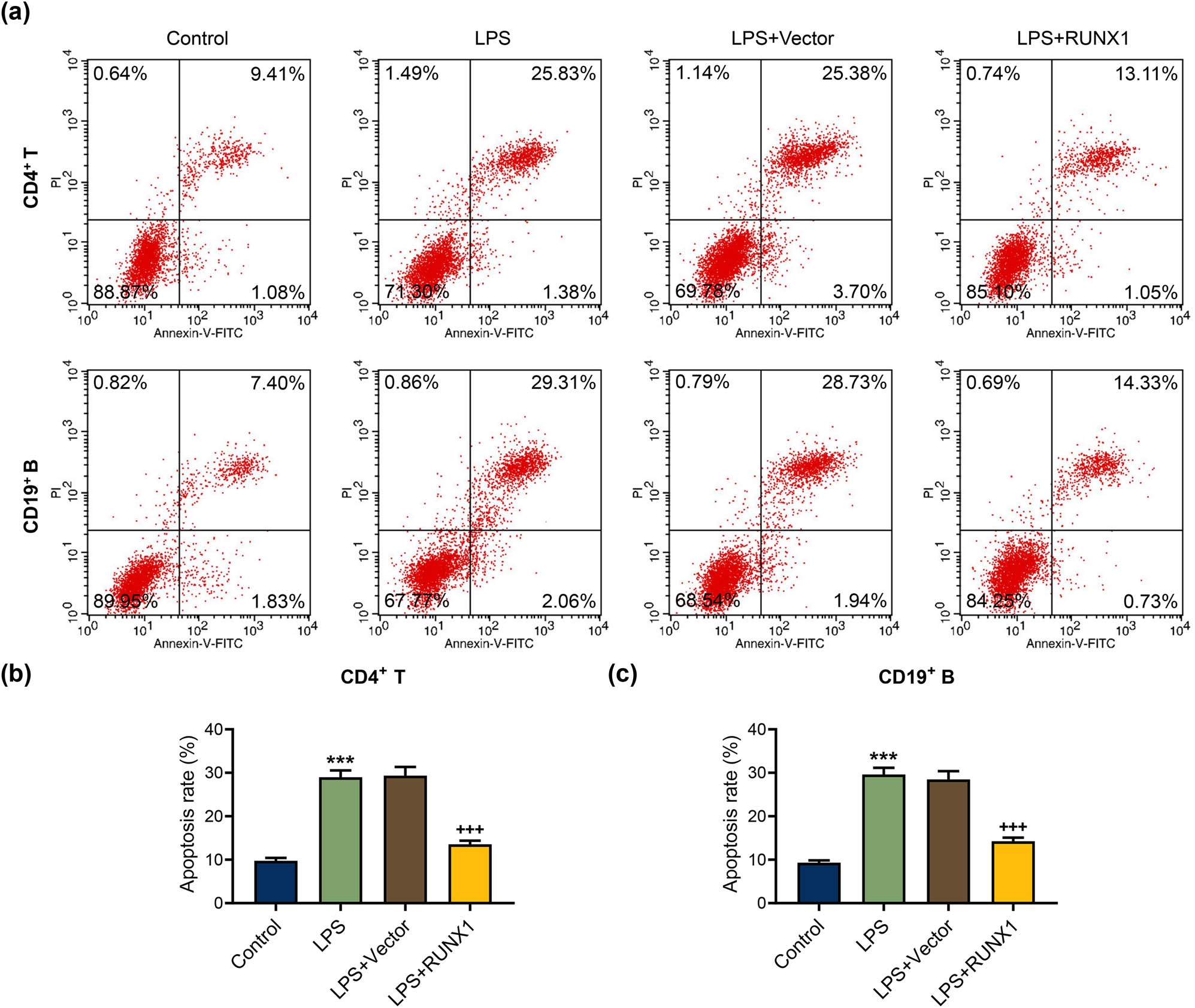 Figure 5 
                  RUNX1 up-regulation repressed apoptosis rate in CD4+ T and CD19+ B cells induced by LPS. (a)–(c) The effect of RUNX1 up-regulation on apoptosis rate in CD4+ T and CD19+ B cells induced by LPS was assessed by flow cytometer. ***
                     P < 0.001 vs control; +++
                     P < 0.001 vs LPS + Vector.
               