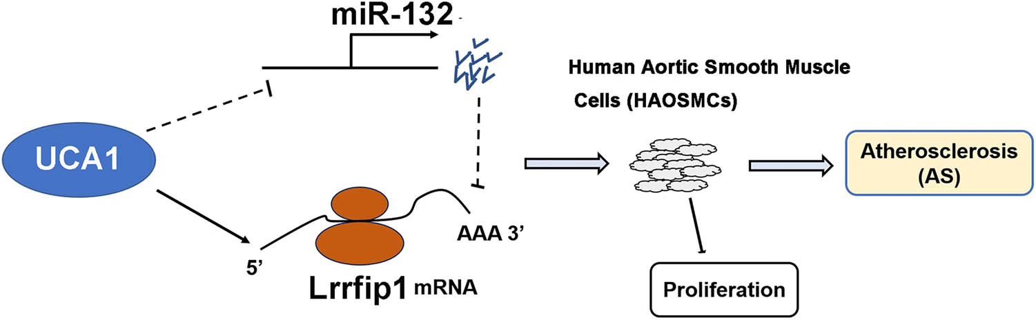 Figure 6
UCA1 promoted HAOSMC proliferation via the regulation of miR-132/Lrrfip1. lncRNA UCA1 may compete with miR-132 by regulating Lrrfip1 to participate in the proliferation of HAOSMCs, which suggest its critical roles in the pathogenesis of atherosclerosis.