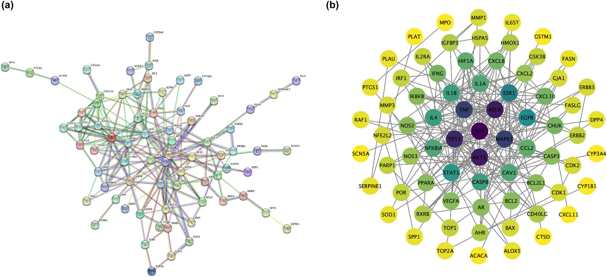 Figure 4 
                  PPI network of potential target genes related to HLJDD on COVID-19-associated AKI. (a) PPI network: nodes represent proteins and edges represent protein–protein action relationships. (b) Core HLJDD-COVID-19-associated AKI PPI network. The core protein screening parameters included: Betweenness Centrality, Closeness Centrality, Degree Centrality, Eigenvector Centrality, and Local Average Connectivity-based method (LAC).
               