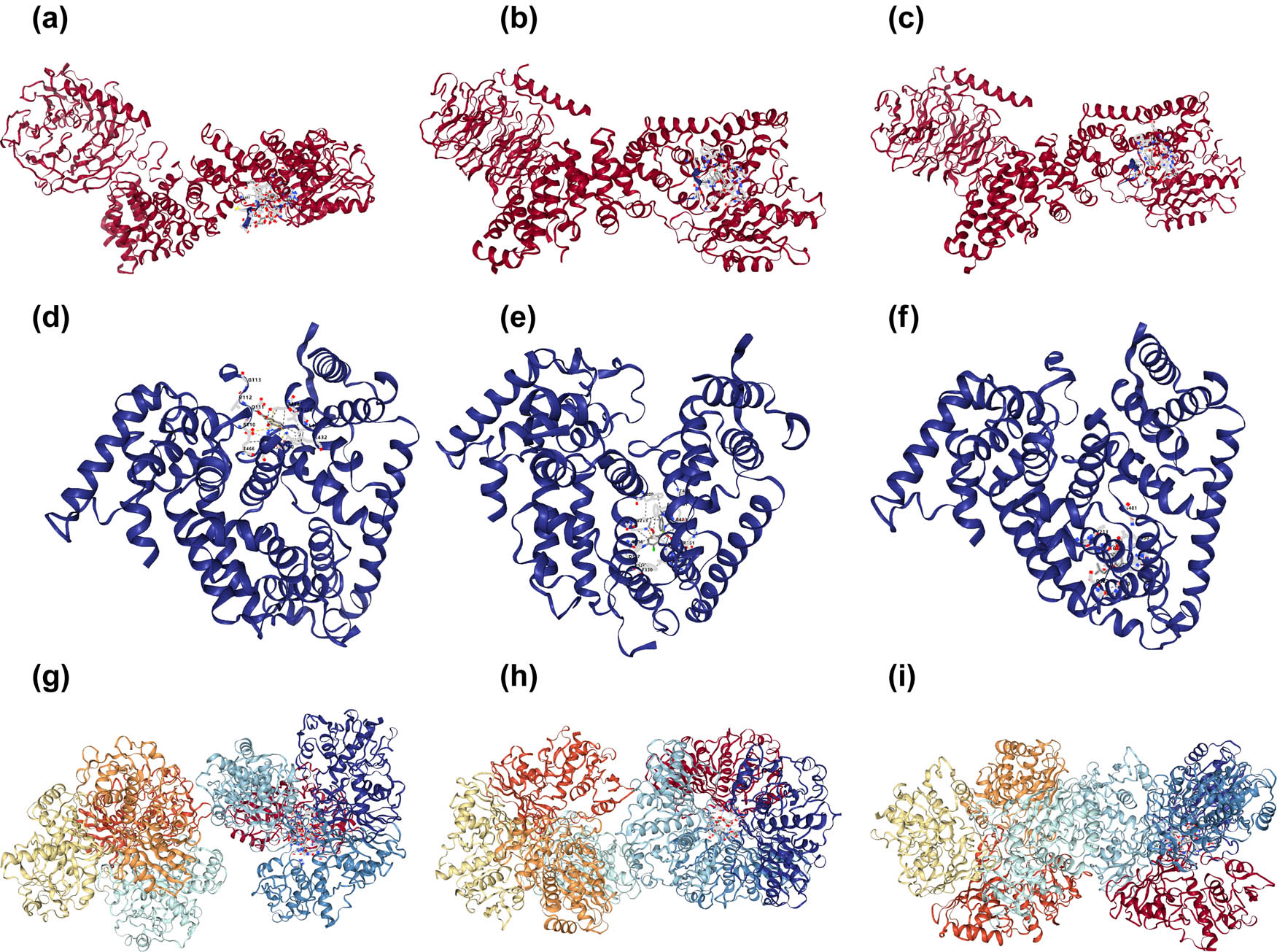 Figure 7 
                  Molecular docking results: (a) AKT1 was docked to quercetin, (b) AKT1 was docked to kaempferol, (c) AKT1 was docked tobaicalein, (d) JUN was docked to quercetin, (e) JUN was docked to beta-sitosterol, (f) JUN was docked to kaempferol, (g) RELA was docked to quercetin, (h) RELA was docked to kaempferol, and (i) RELA was docked to wogonin.
               