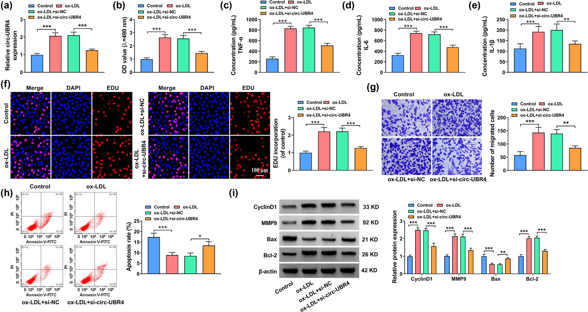 Figure 2 
                  Inhibition of circ-UBR4 regulated proliferation, apoptosis, migration, and inflammation of ox-LDL-stimulated VSMCs. (a)–(i) VSMCs were divided into four groups: Control, ox-LDL, ox-LDL + si-NC, and ox-LDL + si-circ-UBR4. Un-treated VSMCs were used as Control. (a) The expression of circ-UBR4 was determined by RT-qPCR. (b) MTT assay was used for examining cell viability. (c)–(e) The levels of TNF-α, IL-6, and IL-1β were measured by ELISA. (f) EdU assay was used to examine cell proliferation. (g) Transwell assay was used to assess VSMCs migration. (h) The apoptosis of VSMCs was assessed by flow cytometry. (i) The protein expression levels of MMP9, CyclinD1, Bax, and Bcl-2 were quantified by western blot assay. *P < 0.05, **P < 0.01, ***P < 0.001.