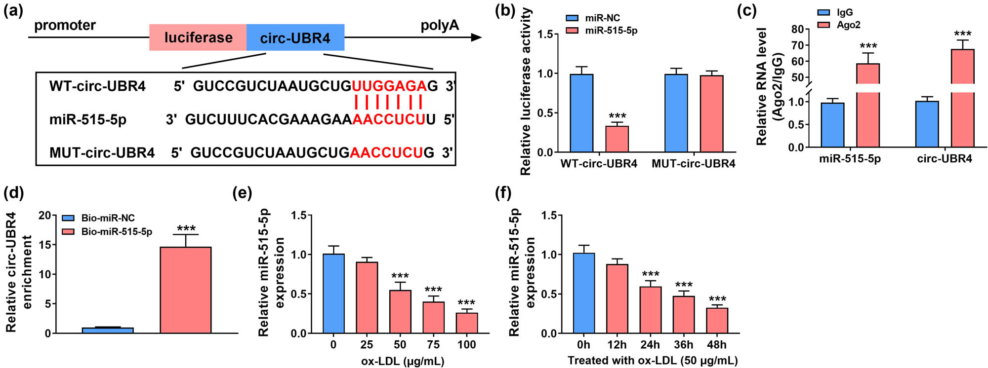 Figure 3 
                  Circ-UBR4 regulated miR-515-5p expression in VSMCs. (a) Schematic diagram presented the complementary sequences between circ-UBR4 and miR-515-5p. (b)–(d) The potential association between circ-UBR4 and miR-515-5p was analyzed by dual-luciferase reporter, RIP, and pull-down assays. (e and f) RT-qPCR assay was performed to determine expression level of miR-515-5p in ox-LDL-stimulated VSMCs. ***P < 0.001.