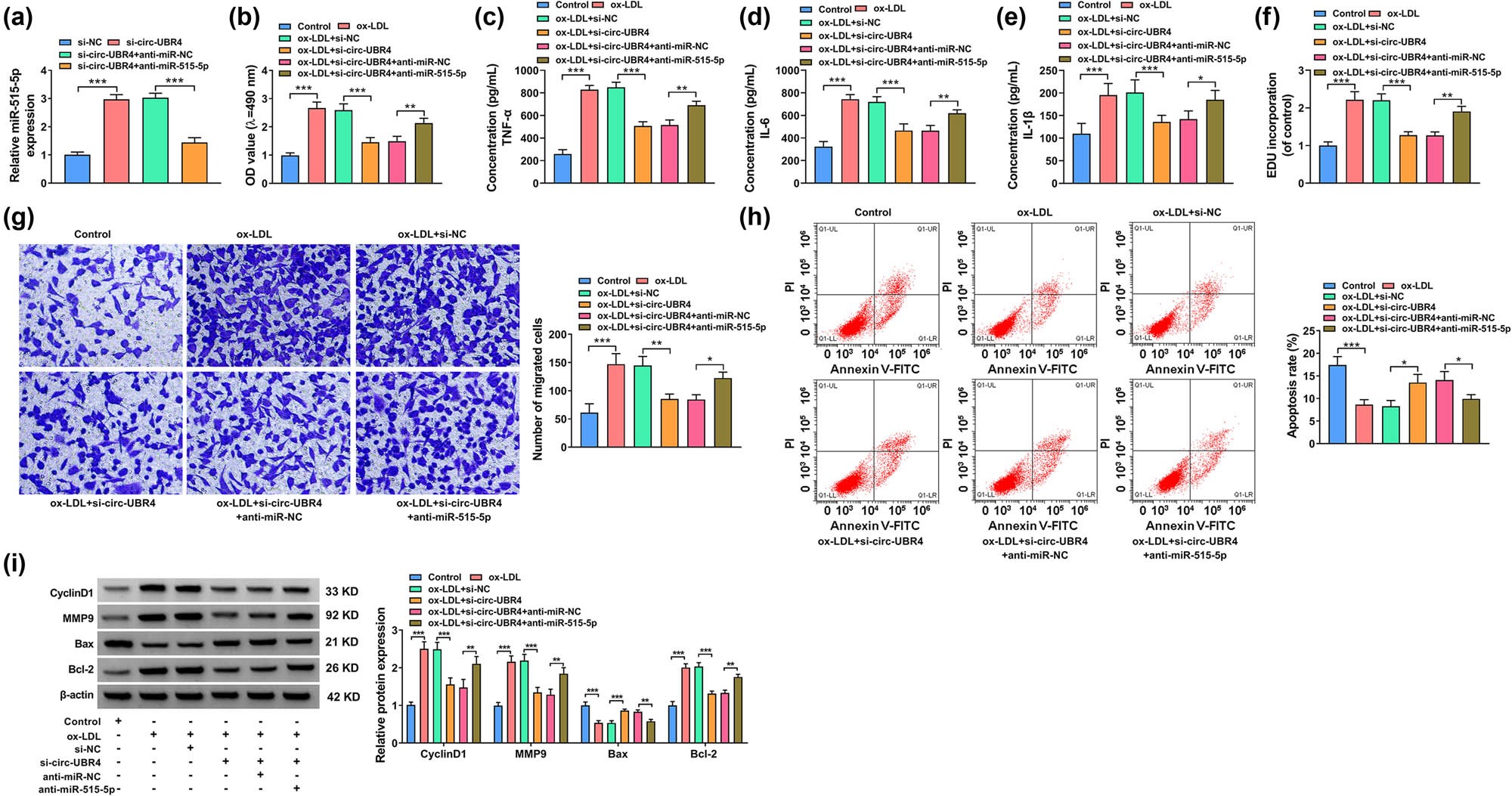 Figure 4 
                  Knockdown of circ-UBR4-mediated effects in ox-LDL-stimulated VSMCs were abolished by silencing miR-515-5p. (a) RT-qPCR was performed to assess miR-515-5p level in VSMCs transfected with si-NC, si-circ-UBR4, si-circ-UBR4 + anti-miR-NC, or si-circ-UBR4 + anti-miR-515-5p. (b)–(i) VSMCs were divided into six groups: Control, ox-LDL, ox-LDL + si-NC, ox-LDL + si-circ-UBR4, ox-LDL + si-circ-UBR4 + anti-miR-NC, and ox-LDL + si-circ-UBR4 + anti-miR-515-5p. Untreated VSMCs were used as Control. (b) MTT assay was conducted to analyze cell viability. (c)–(e) The inflammation was assessed by measuring the levels of TNF-α, IL-6, and IL-1β by ELISA. (f) EdU assay was conducted to analyze cell proliferation. (g) The apoptosis of VSMCs was examined by flow cytometry assay. (h) The transwell was used to analyze VSMCs migration. (i) Western blot assay was performed to test protein expression levels of MMP9, CyclinD1, Bax, and Bcl-2 in VSMCs. *P < 0.05, **P < 0.01, ***P < 0.001.
