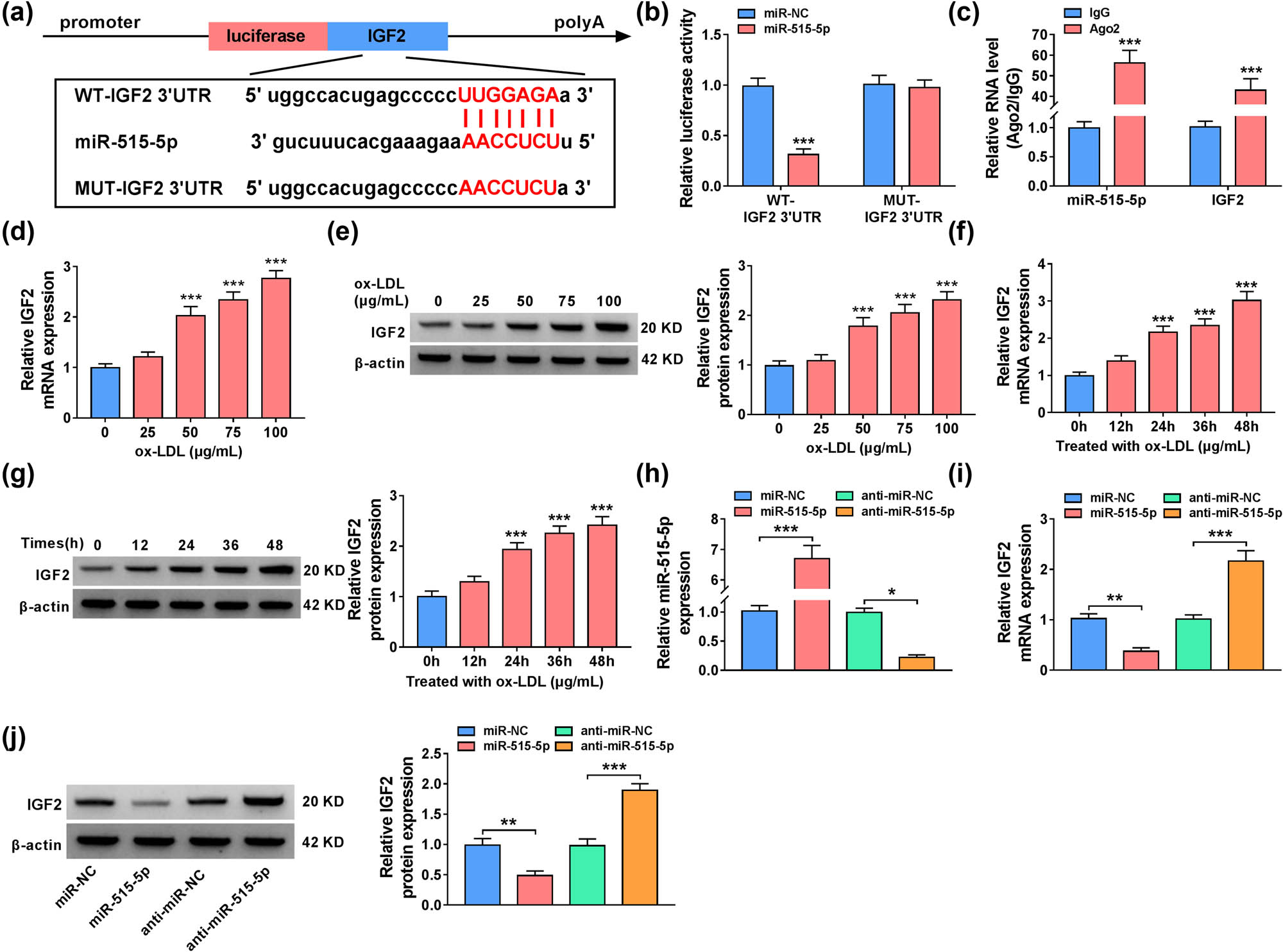 Figure 5 
                  MiR-515-5p regulated the expression of IGF2 in VSMCs. (a) The binding regions between miR-515-5p and IGF2 were shown. (b) and (c) Dual-luciferase reporter and RIP assays were used to confirm the association between miR-515-5p and IGF2. (d)–(g) RT-qPCR and western blot assays were used to examine IGF2 levels in ox-LDL-stimulated VSMCs. (h) The expression level of miR-515-5p was assessed by RT-qPCR in VSMCs transfected with miR-NC, miR-515-5p, anti-miR-NC, or anti-miR-515-5p. (i) and (j) The mRNA and protein expression levels of IGF2 were measured by RT-qPCR and western blot assays in VSMCs transfected with miR-NC, miR-515-5p, anti-miR-NC, or anti-miR-515-5p. *P < 0.05, **P < 0.01, ***P < 0.001.