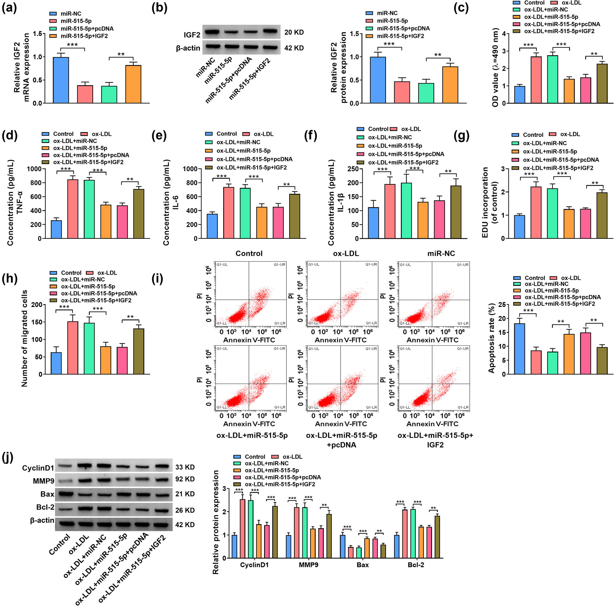 Figure 6 
                  The miR-515-5p/IGF2 axis regulated proliferation, migration, inflammation, and apoptosis of ox-LDL-stimulated VSMCs. (a) and (b) The expression of IGF2 was assessed by RT-qPCR and western blot assays in VSMCs transfected with miR-NC, miR-515-5p, miR-515-5p + pcDNA, or miR-515-5p + IGF2. (c)–(j) ox-LDL-stimulated VSMCs were transfected with miR-NC, miR-515-5p, miR-515-5p + pcDNA, or miR-515-5p + IGF2, with untreated VSMCs as Control. (c) The cell viability of VSMCs was assessed by MTT assay. (d)–(f) ELISA was used to determine the levels of TNF-α, IL-6, and IL-1β in VSMCs. (g) The cell proliferation of VSMCs was assessed by EdU assay. (h) The migration of VSMCs was examined by transwell assay. (i) The apoptosis of VSMCs was examined by flow cytometry. (j) The protein expression levels of CyclinD1, MMP9, Bax, and Bcl-2 were assessed by western blot. *P < 0.05, **P < 0.01, ***P < 0.001.