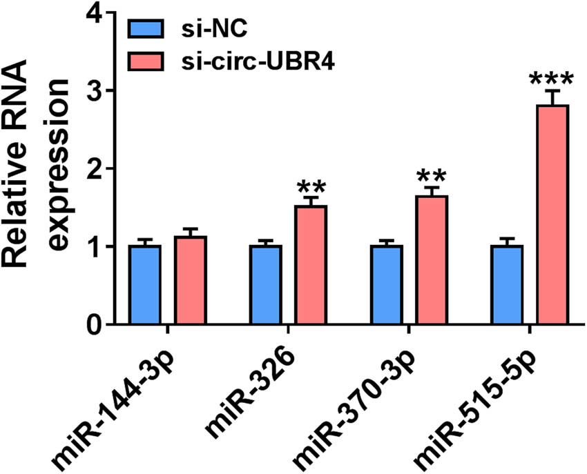 Figure A2 
                  The selection of targeted miRNA of circ-UBR4. The expression of 4 miRNAs (miR-144-3p, miR-326, miR-370-3p and miR-515-5p) was detected by RT-qPCR in VSMCs transfected with si-circ-UBR4 or si-NC. **P < 0.01, ***P < 0.001.