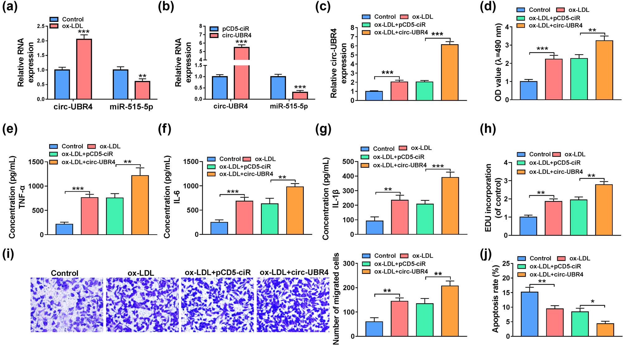 Figure A3 
                  Effects of circ-UBR4 on miR-515-5p expression and ox-LDL-stimulated VSMCs function. (a) The expression levels of circ-UBR4 and miR-515-5p were assessed by RT-qPCR in VSMCs treated with or without ox-LDL. (b) The expression levels of circ-UBR4 and miR-515-5p were assessed by RT-qPCR in VSMSc transfected with pCD5-ciR or circ-UBR4 overexpression vector. (c–j) Ox-LDL-stimulated VSMCs were transfected with pCD5-ciR or circ-UBR4 overexpression vector, with un-treated cells as Control. (c) The circ-UBR4 expression was detected by RT-qPCR. (d) Cell viability was assessed by MTT assay. (e–g) ELISA was used to determine the levels of TNF-α, IL-6, and IL-1β. (h) Cell proliferation was assessed by EdU assay. (i) VSMCs migration was examined by transwell assay. (j) Cell apoptosis was examined by flow cytometry. *P < 0.05, **P < 0.01, ***P < 0.001.