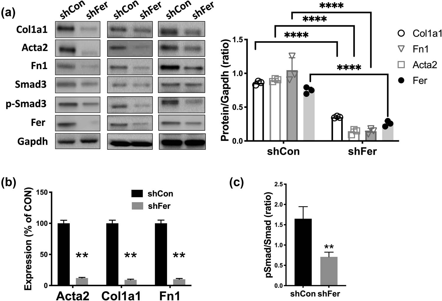 Figure 2 
            Silencing Fer ameliorates RF. Rat renal fibroblast cells NRK-49F were treated with control and shRNA targeting Fer. (a) Protein level, (b) mRNA level of fibrosis-associated genes, and (c) phospho (p)-Smad3 ratio calculated by the p-Smad3 level normalized to the total Smad3 densitometry level, all detected at 48 h after transfection (*P < 0.05; **P < 0.01).
         
