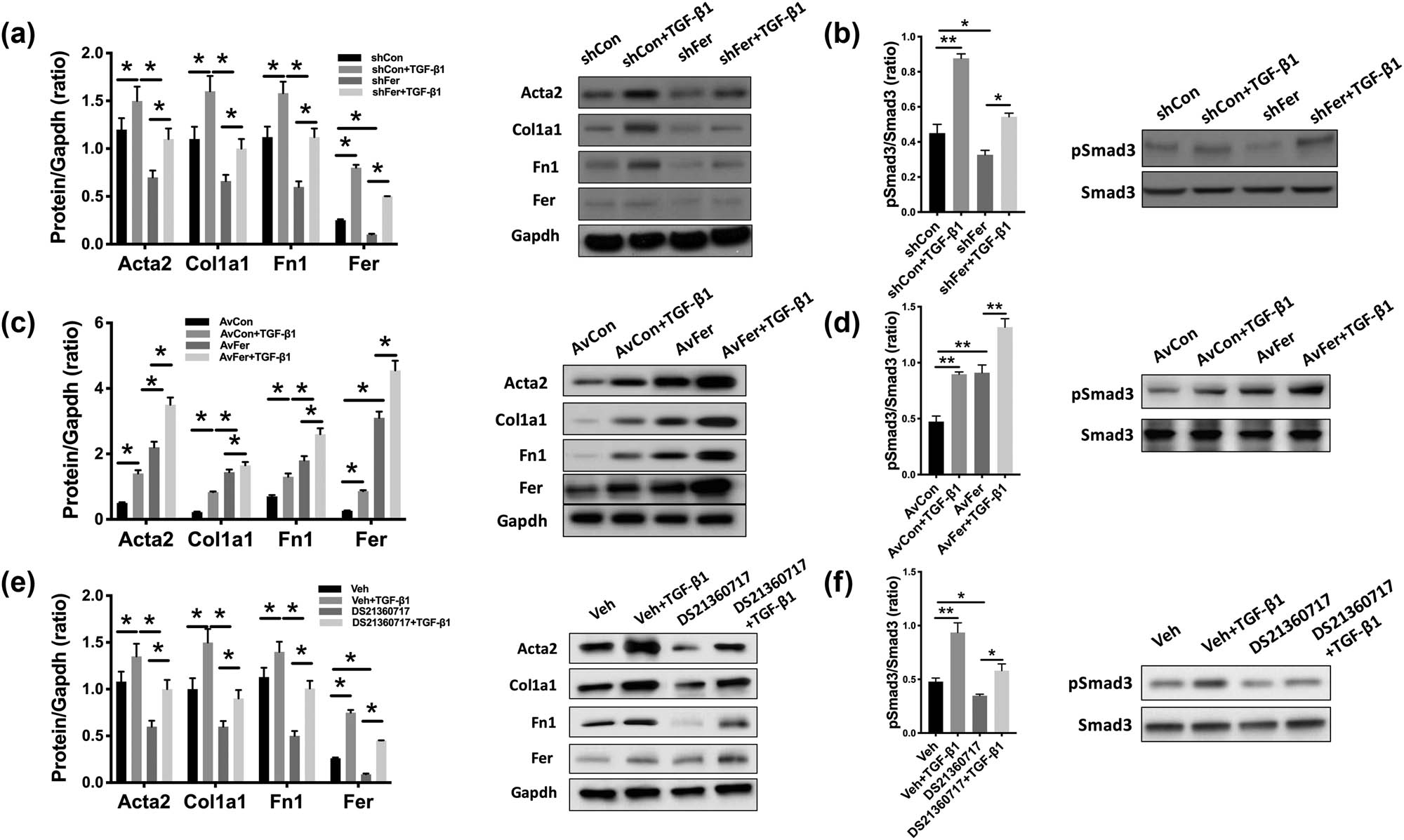 Figure 3 
            Inhibition of Fer restores TGF-ß1-induced RF. Rat renal fibroblast cells NRK-49F were modified with overexpression (adenovirus-delivered) and silencing (shRNA) of Fer and treated with TGF-β1 (10 ng/mL) for 48 h. (a) Expression of fibrosis-associated genes with TGF-ß1 addition and (b) Smad3 phosphorylation level upon Fer-KD; (c) expression of fibrosis-associated genes with TGF-ß1 addition and (d) Smad3 phosphorylation level upon Fer overexpression; (e) expression of fibrosis-associated genes with TGF-ß1 addition and (f) Smad3 phosphorylation level upon Fer inhibition (*P < 0.05; **P < 0.01).
         