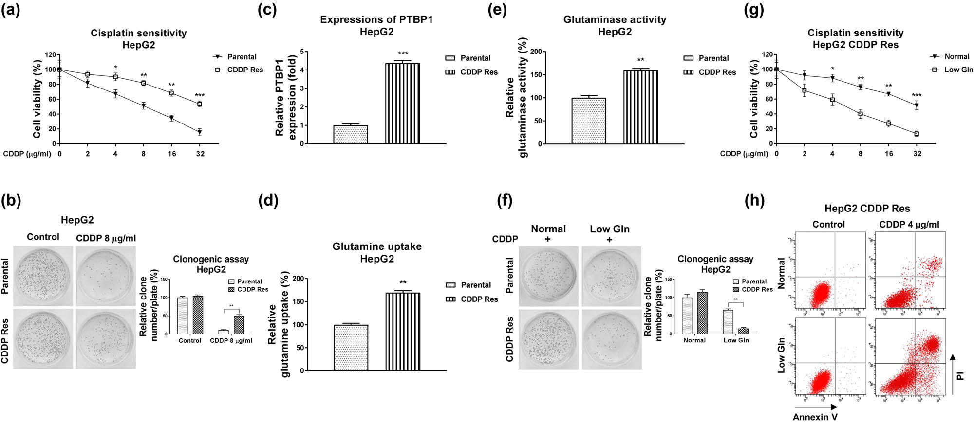 Figure 2 
                  CDDP-resistant liver cancer cells show glutamine addictive phenotypes. (a) HepG2 parental cells and CDDP-resistant cells were treated with CDDP at the indicated concentrations for 48 h. Cell response to CDDP was determined by cell viability assay and (b) clonogenic assay. (c) Expressions of PTBP1 in HepG2 parental cells and CDDP-resistant cells were examined by Western blot. (d) Glutamine uptake and (e) GLS activity were examined in HepG2 parental and CDDP-resistant cells. (f) HepG2 parental cells and CDDP-resistant cells were cultured with normal or low glutamine condition, cells were treated with CDDP at the indicated concentrations. The cell survival rates were examined by clonogenic assay, (g) cell viability assay, and (h) Annexin V apoptosis assay. *p < 0.05; **p < 0.01; ***p < 0.001.
               