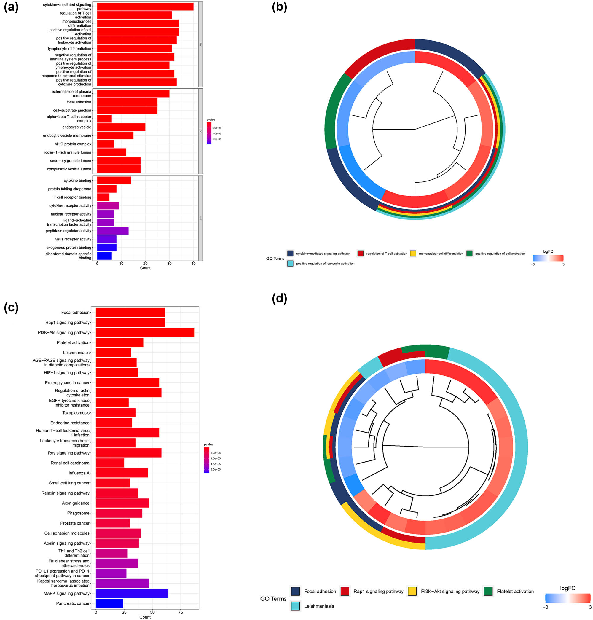 Figure 3
Enrichment analysis of T-cell-related genes. (a) Bar plot showing the GO analysis of T-cell-related genes. (b) Circos plot showing the log2 fold change of the main GO terms between BLCA samples and healthy samples. (c) Bar plot showing the KEGG enrichment analysis of T-cell-related genes. (d) Circos plot showing the log2 fold change of the main KEGG enrichment terms between BLCA samples and healthy samples.
