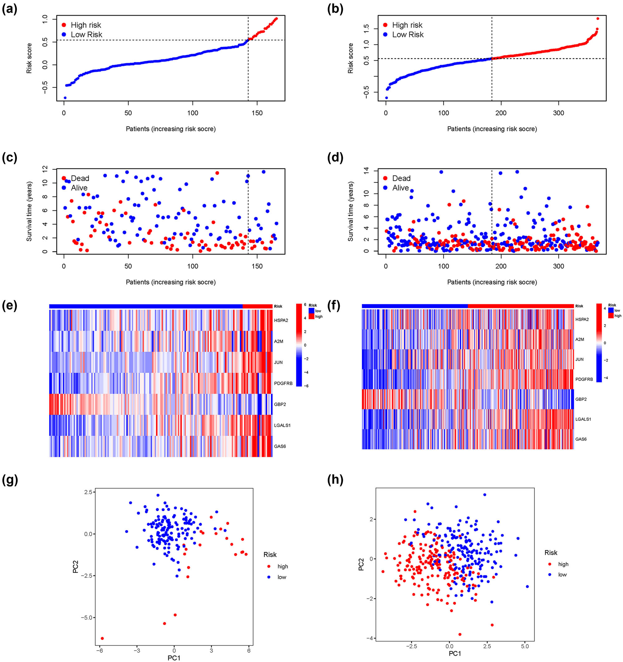 Figure 6
Evaluation of the value of the prognostic model. (a) and (b) Risk score distribution of the patients in TCGA and GEO data sets. (c) and (d) Survival status scatter plots showing poorer prognosis of the high-risk group compared with the low-risk group in two data sets. (e) and (f) Multifactorial heat map showing certain clinical features with a significant correlation with the risk score in two data sets. (g) and (h) PCA analysis in two data sets.