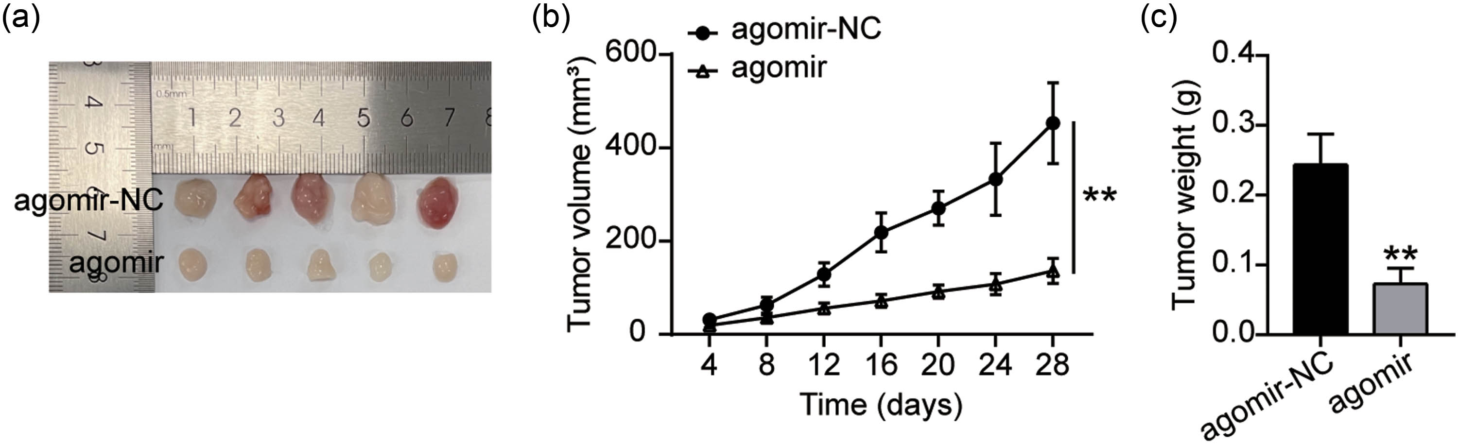 Figure 2
miR-1278 overexpression inhibits GC cell growth in vivo. (a) Images of the xenograft tumors in each group 28 days after a subcutaneous injection of AGS cells stably transfected with agomir-NC and agomir. (b) The effect of miR-1278 overexpression on tumor growth in BALB/c nude mice was measured every 4 days (compared with the agomir-NC group, **P < 0.001). (c) The effect of miR-1278 overexpression on tumor weight 28 days after a subcutaneous injection of AGS cells (compared with the agomir-NC group, **P < 0.001).