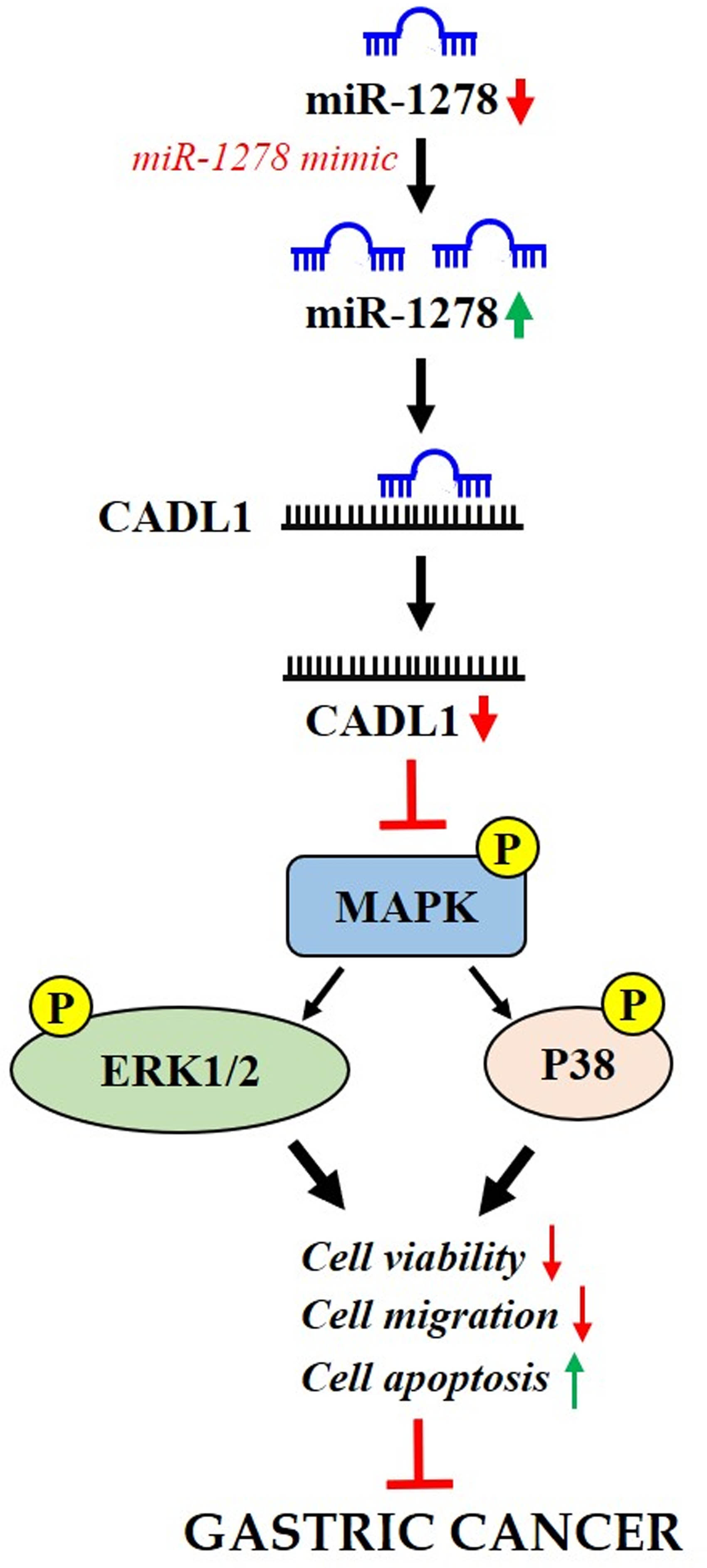 Figure 5
Mechanism of function of the miR-1278/CALD1 axis in GC.